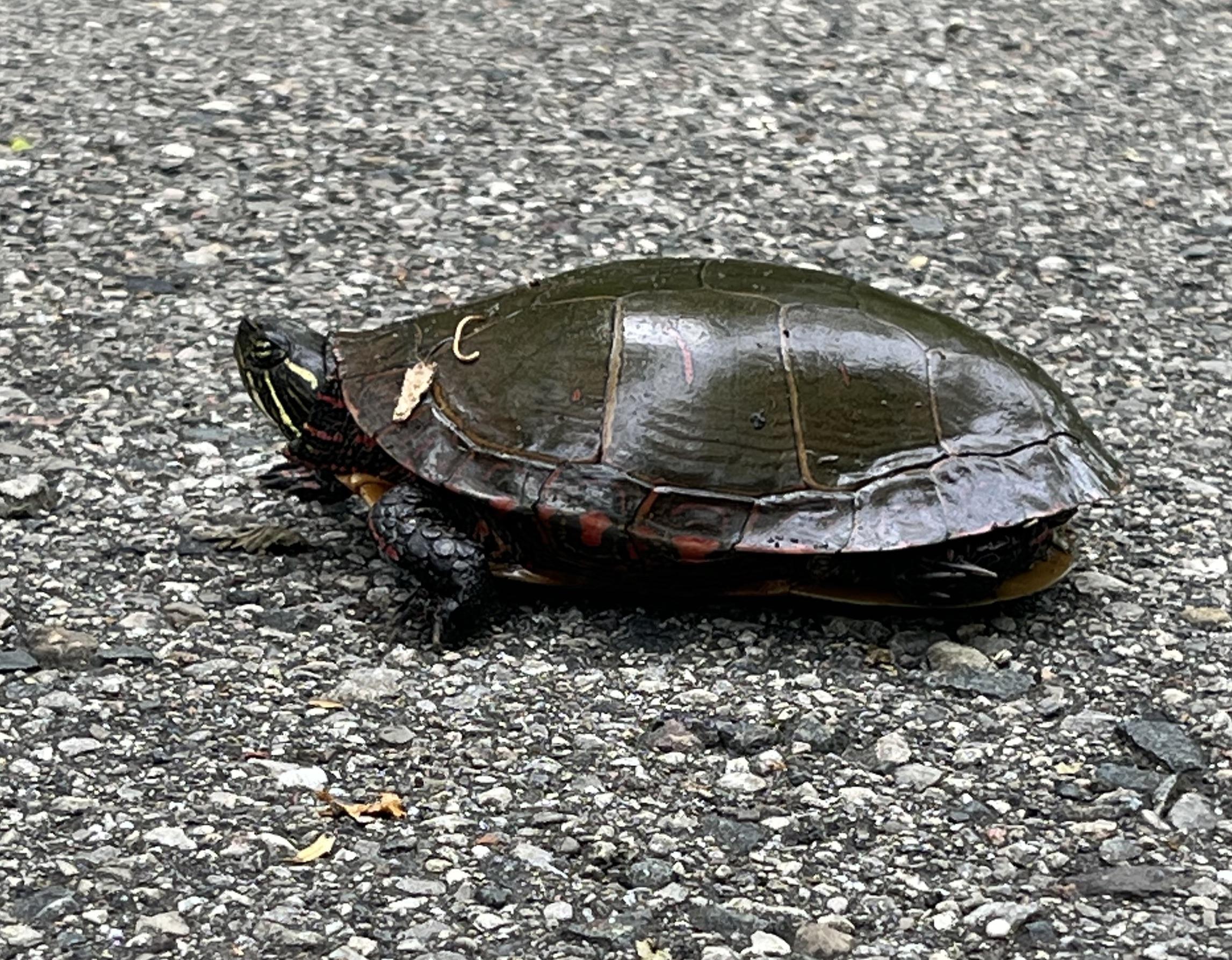 22+ Painted Turtle Michigan MuznaMucahid