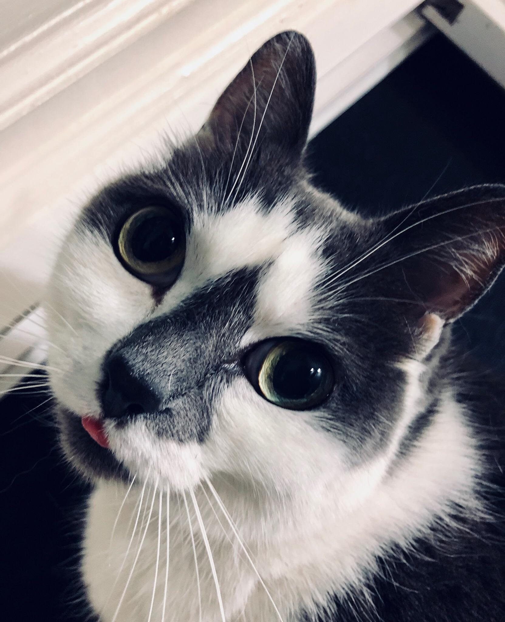 Micro Beanie Blep r/Blep