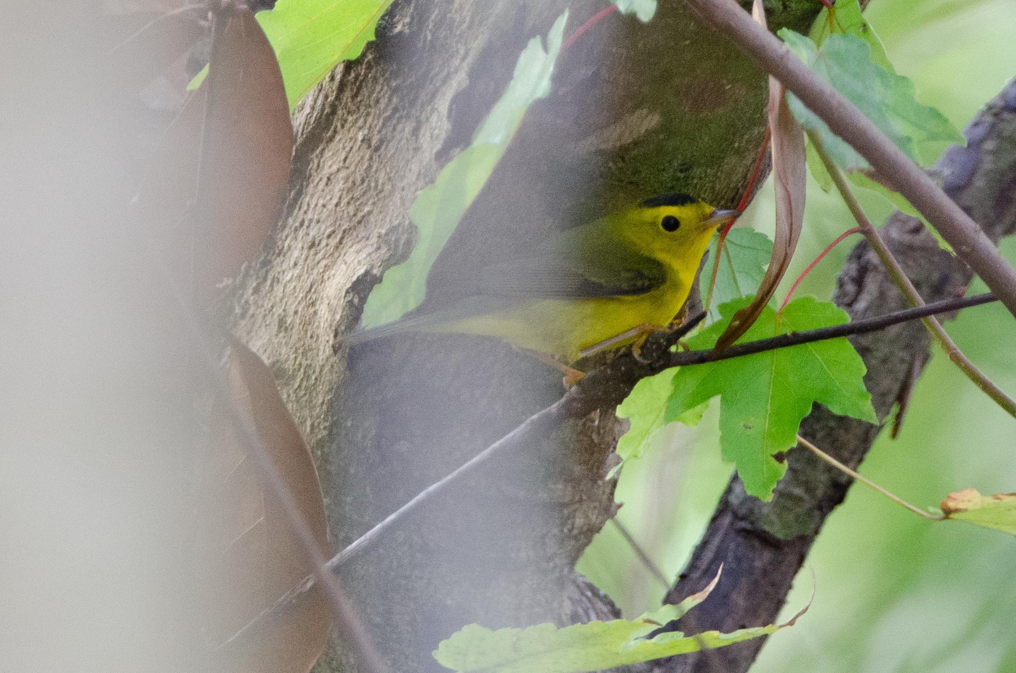 What's this yellow bird? Jacksonville, FL 1/3/19 r/whatsthisbird