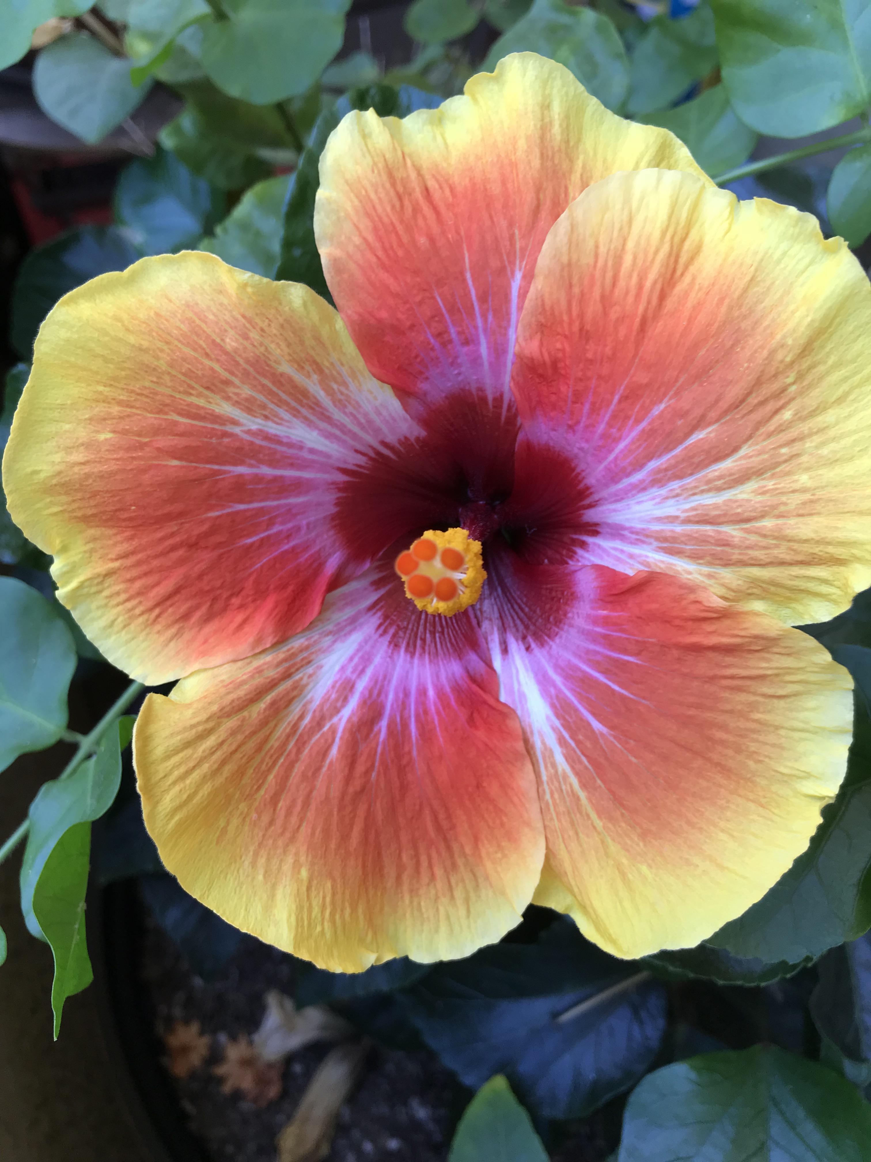 My Tequila Sunrise Hibiscus r/flowers