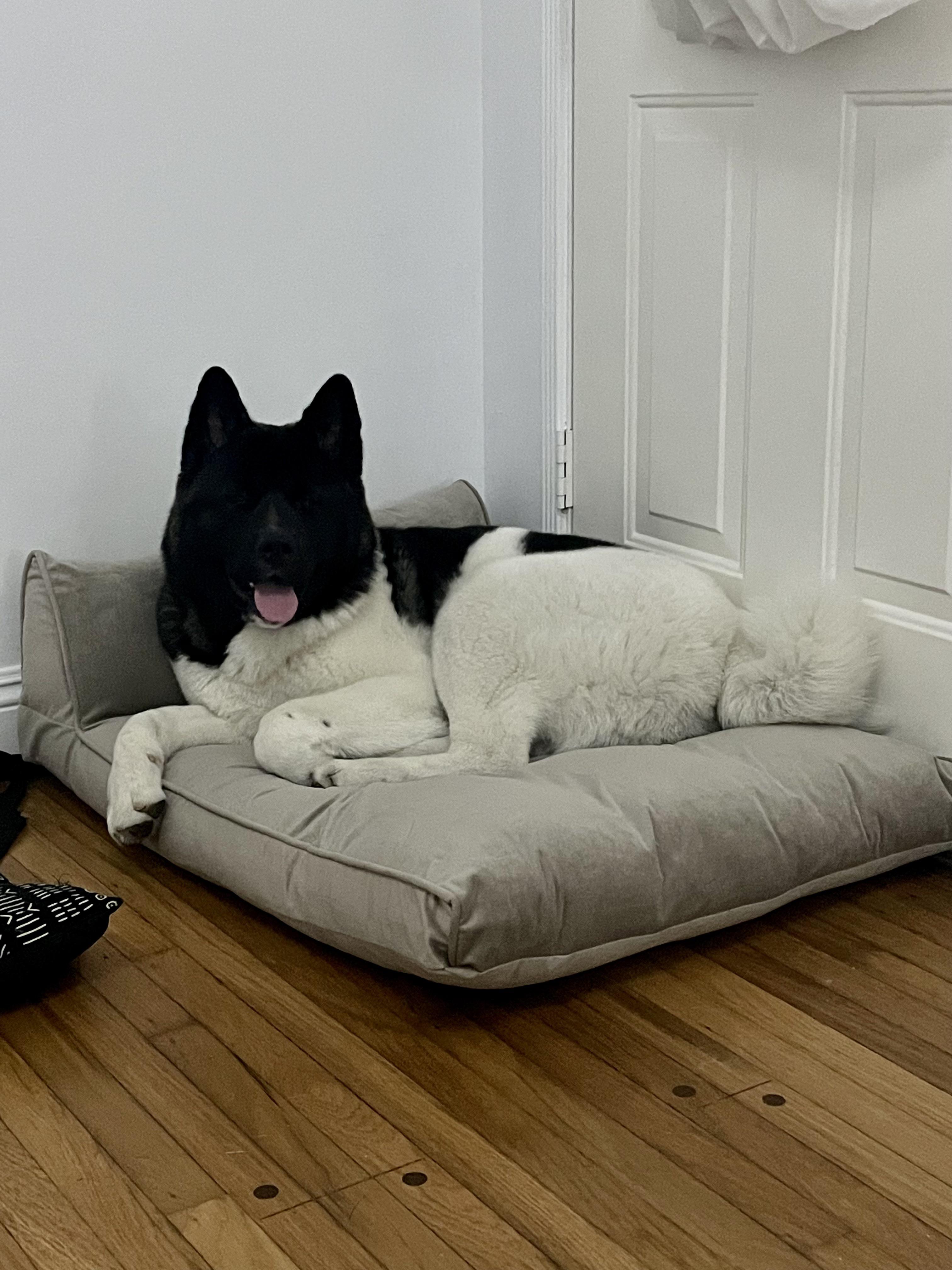 Our Akita Teddy using his Costco bed ♥️♥️🐻 r/akita