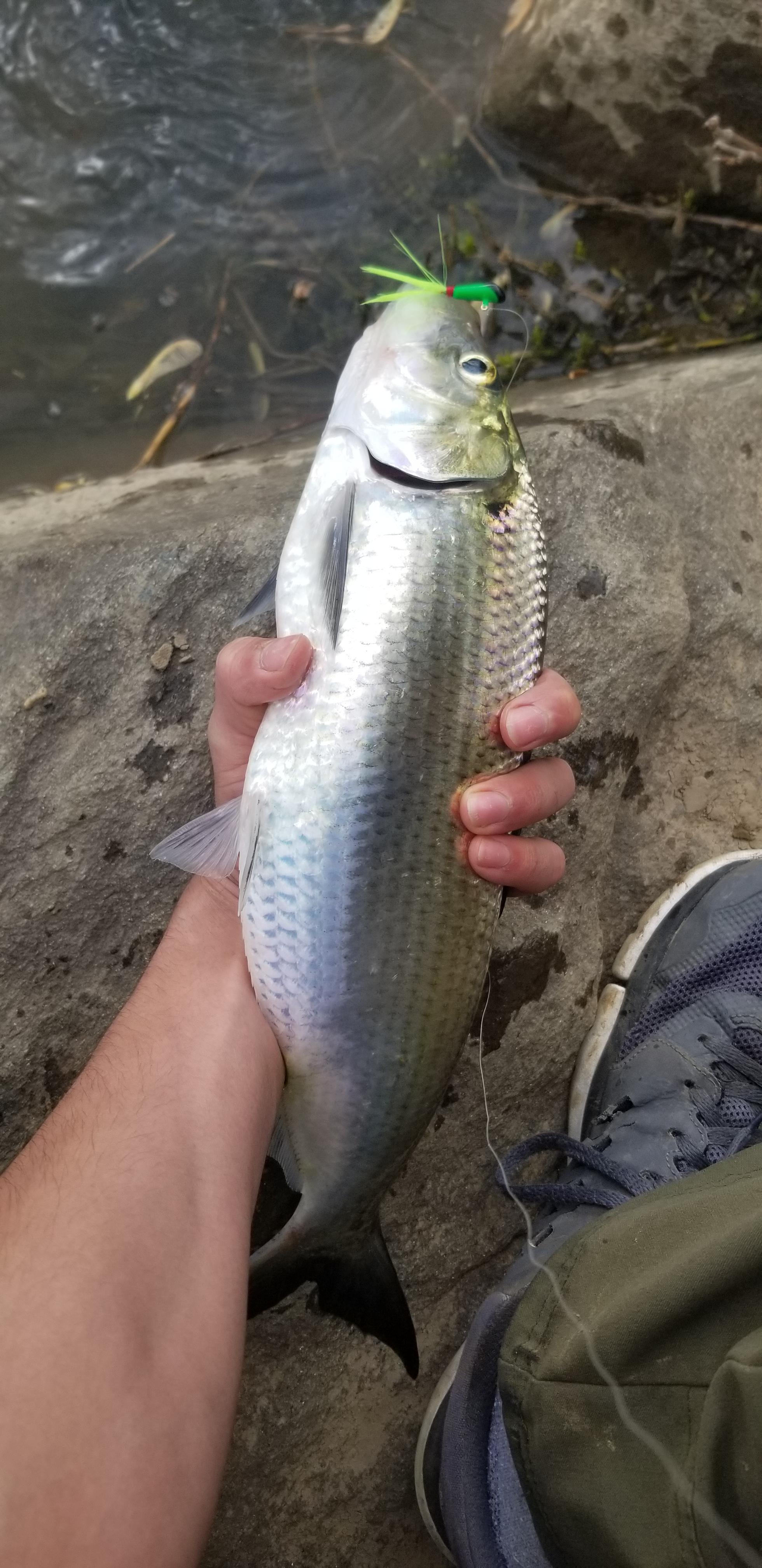 Finally getting out to do some shad fishing r/Fishing