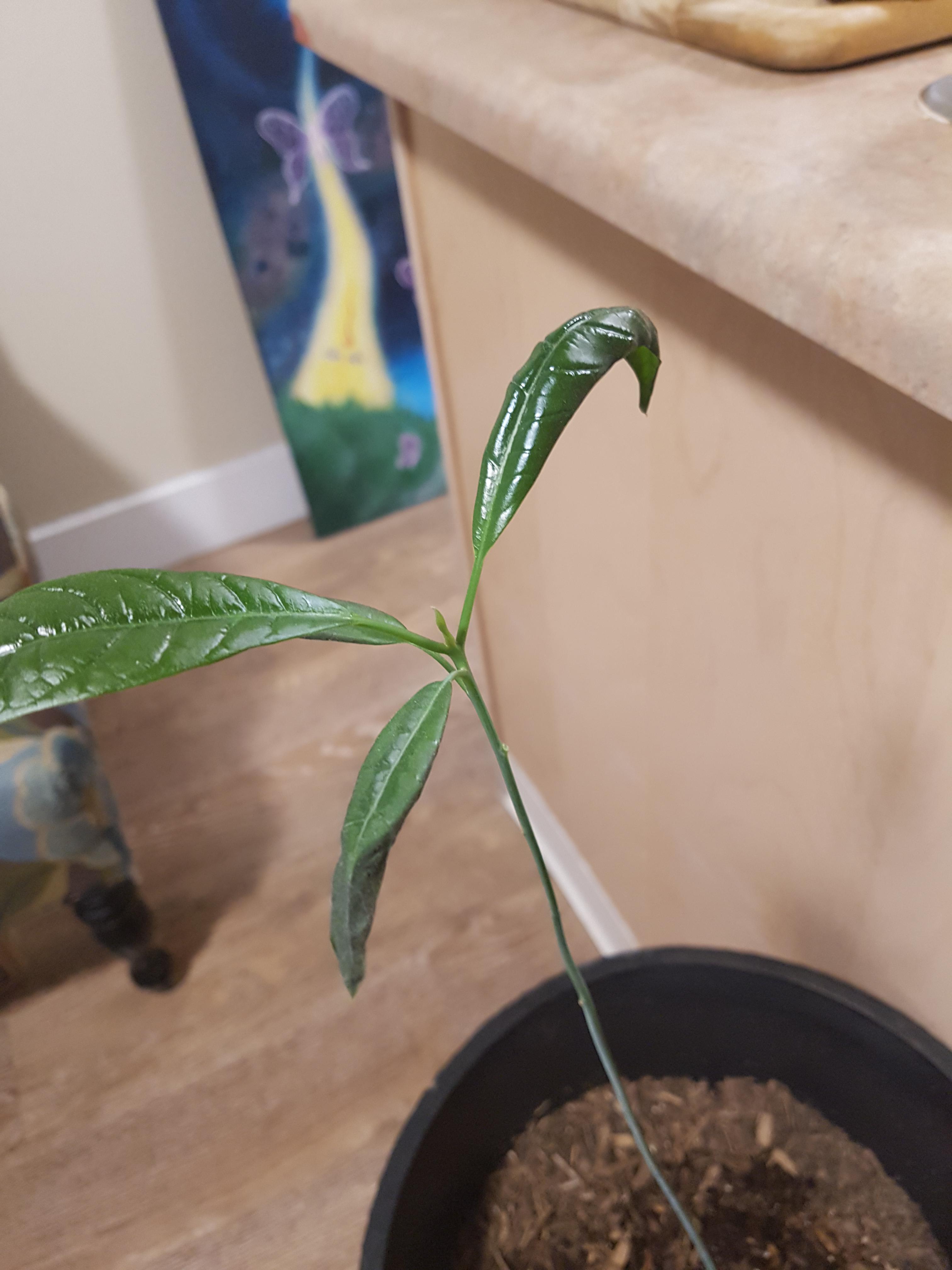 My avocado plant's leaves are curling down and drying up, I keep it
