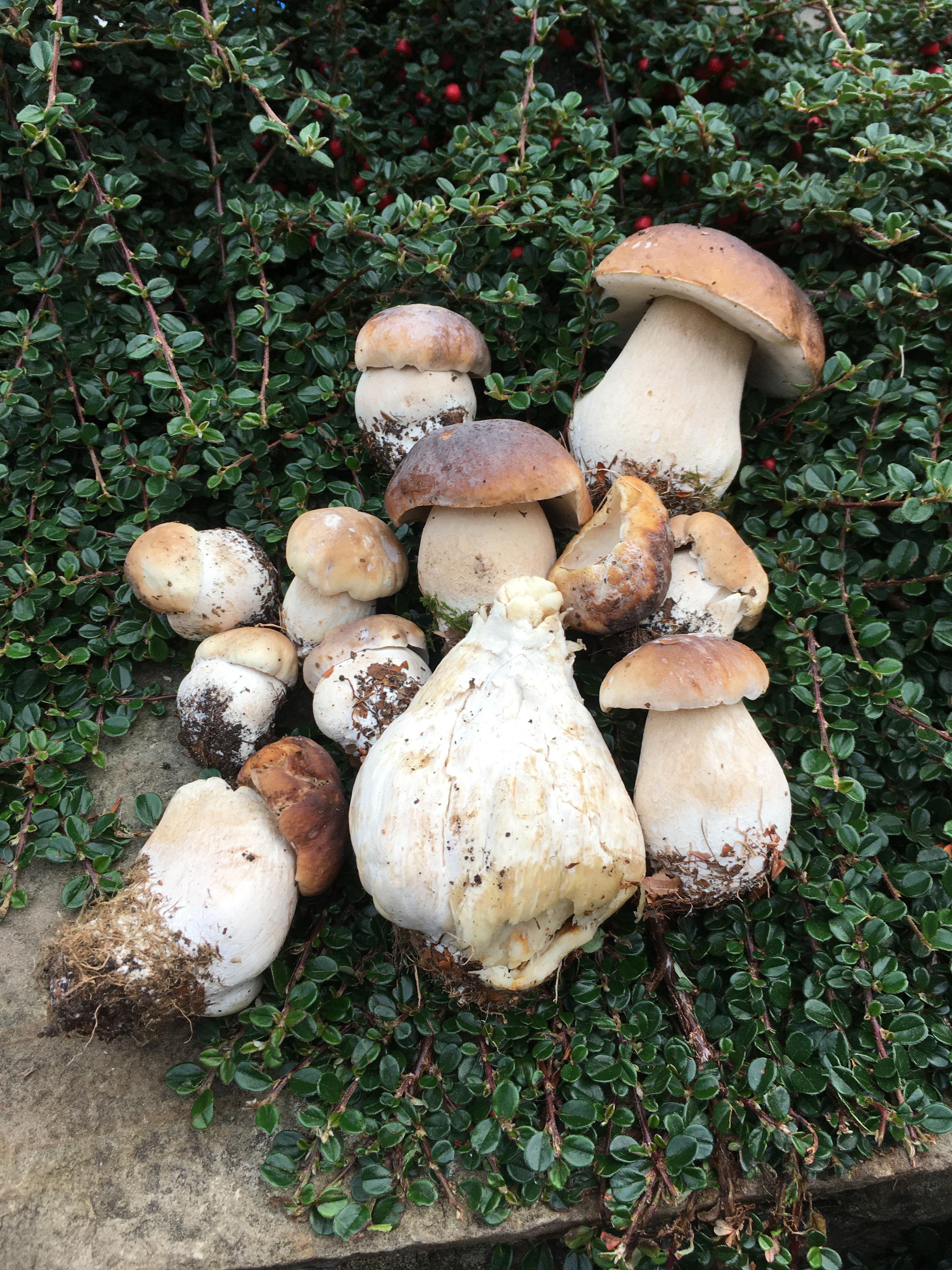 At last Peak District Porcini has arrived. r/foraging