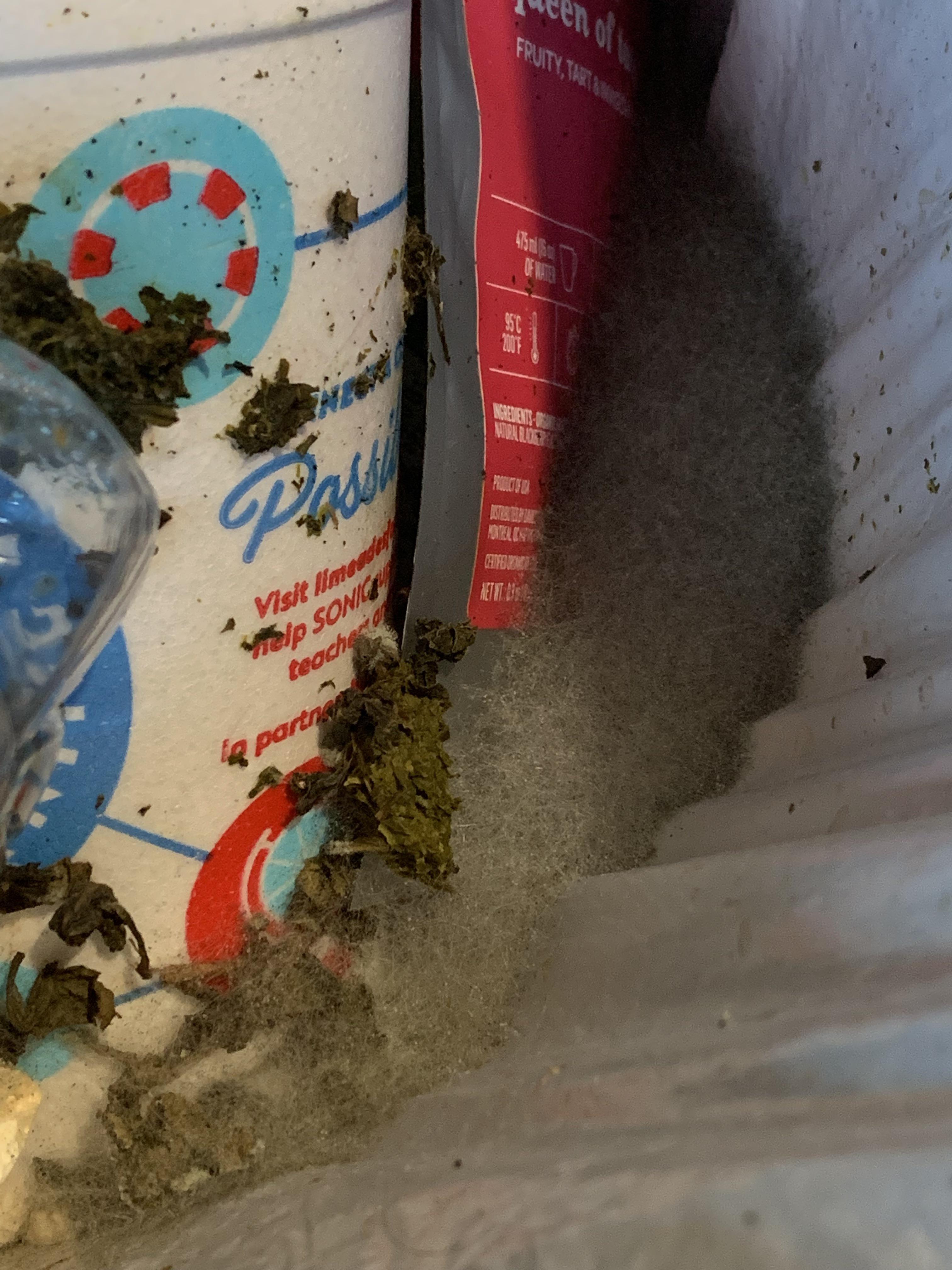 Left some wet tea leaves in my trash can… r/MoldlyInteresting