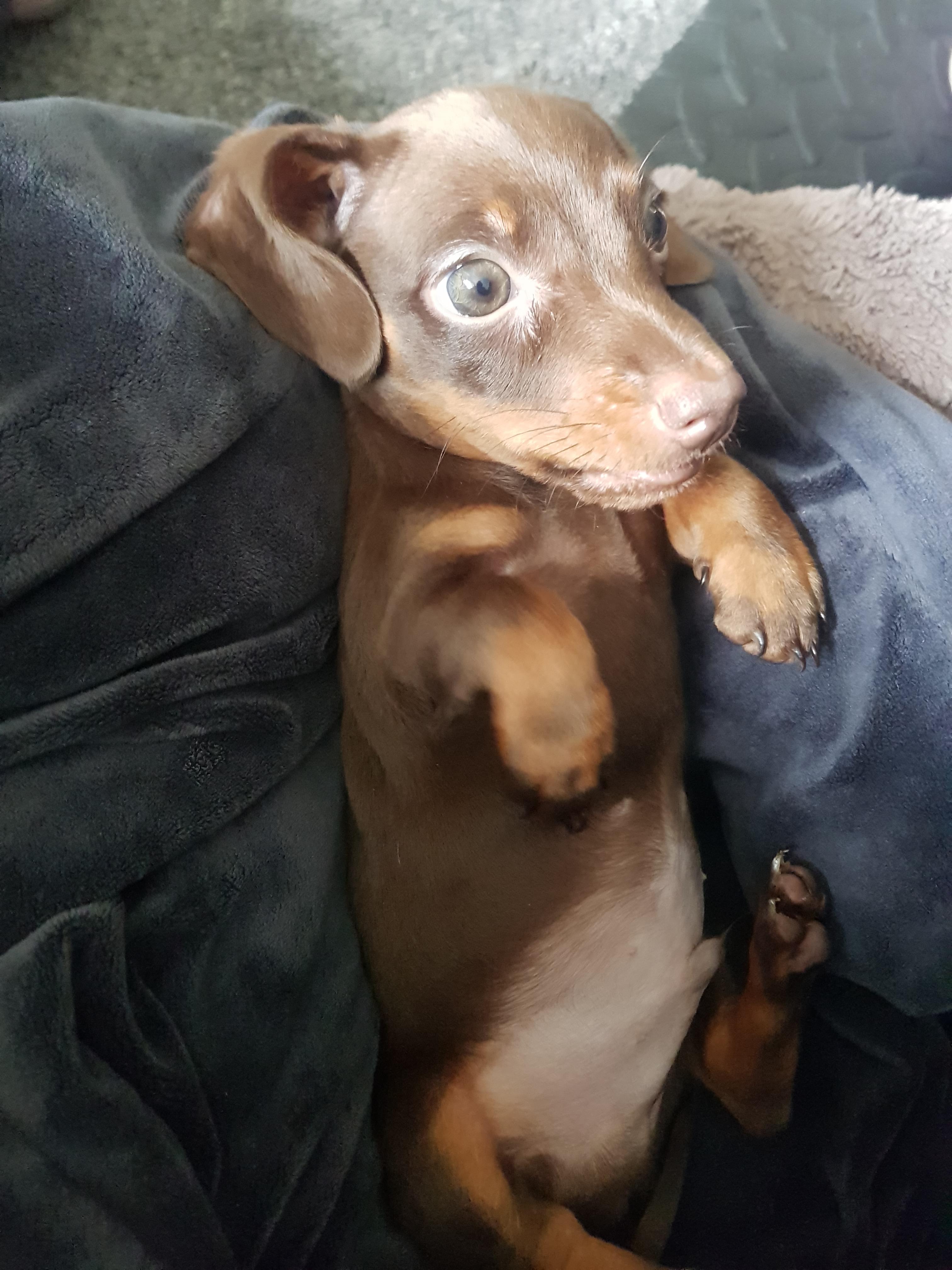 Our new addition, 8 week old dachshund Buddy. His job? Emotional
