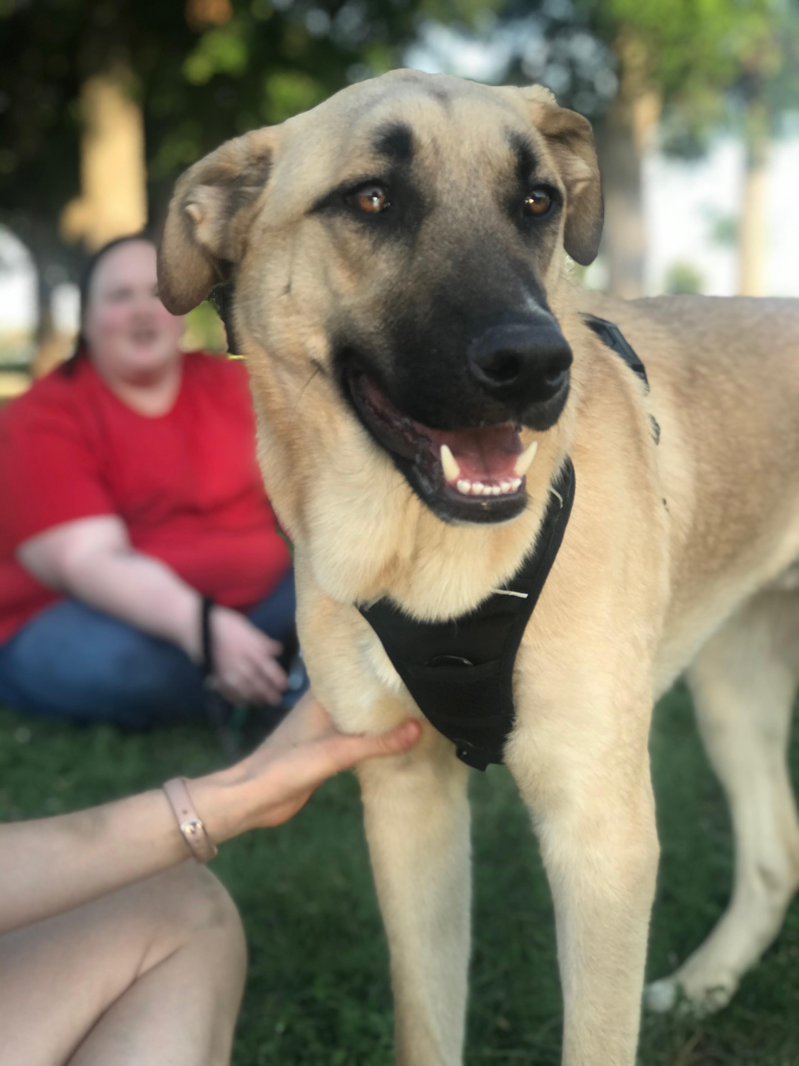 He's about 1 year old and 75 lbs. Previous owners guessed German