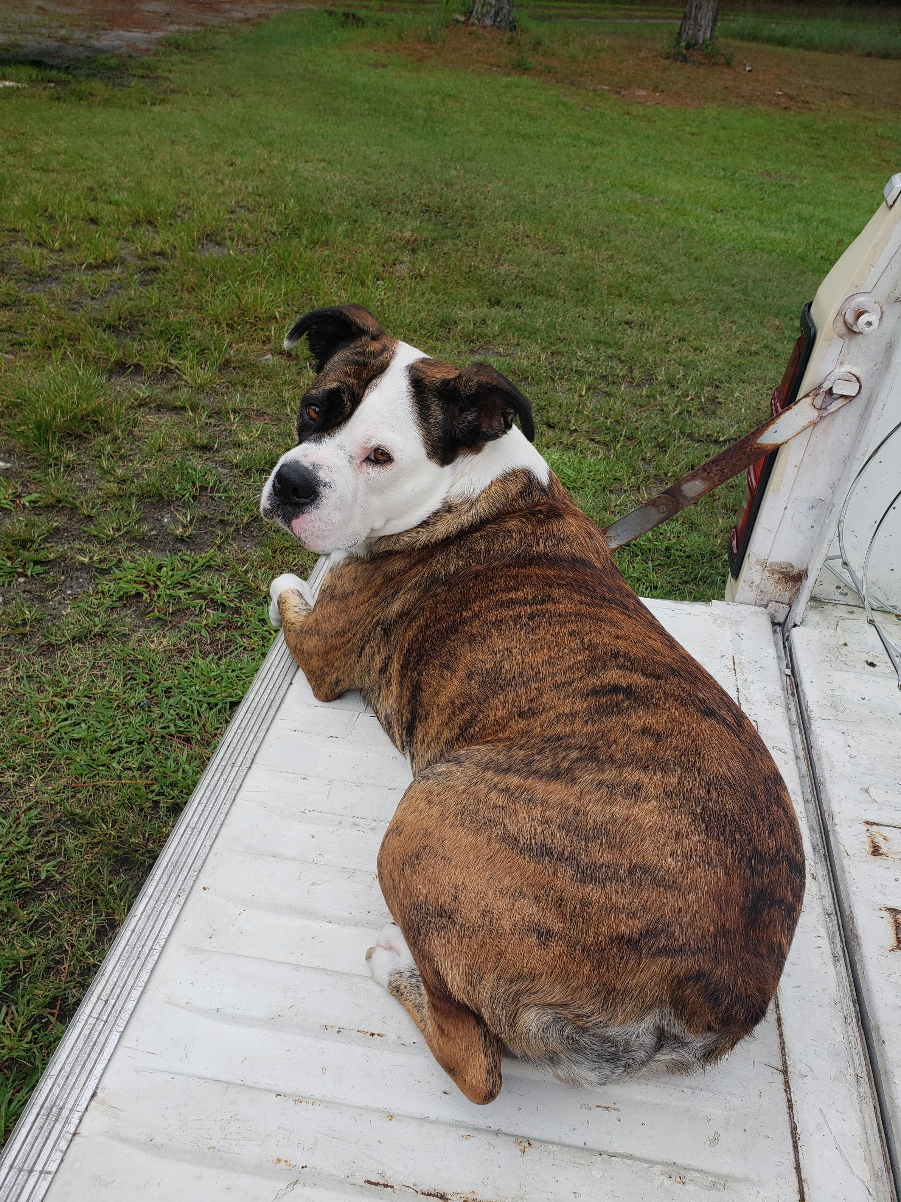 88+ English Bulldog Rottweiler Mix l2sanpiero