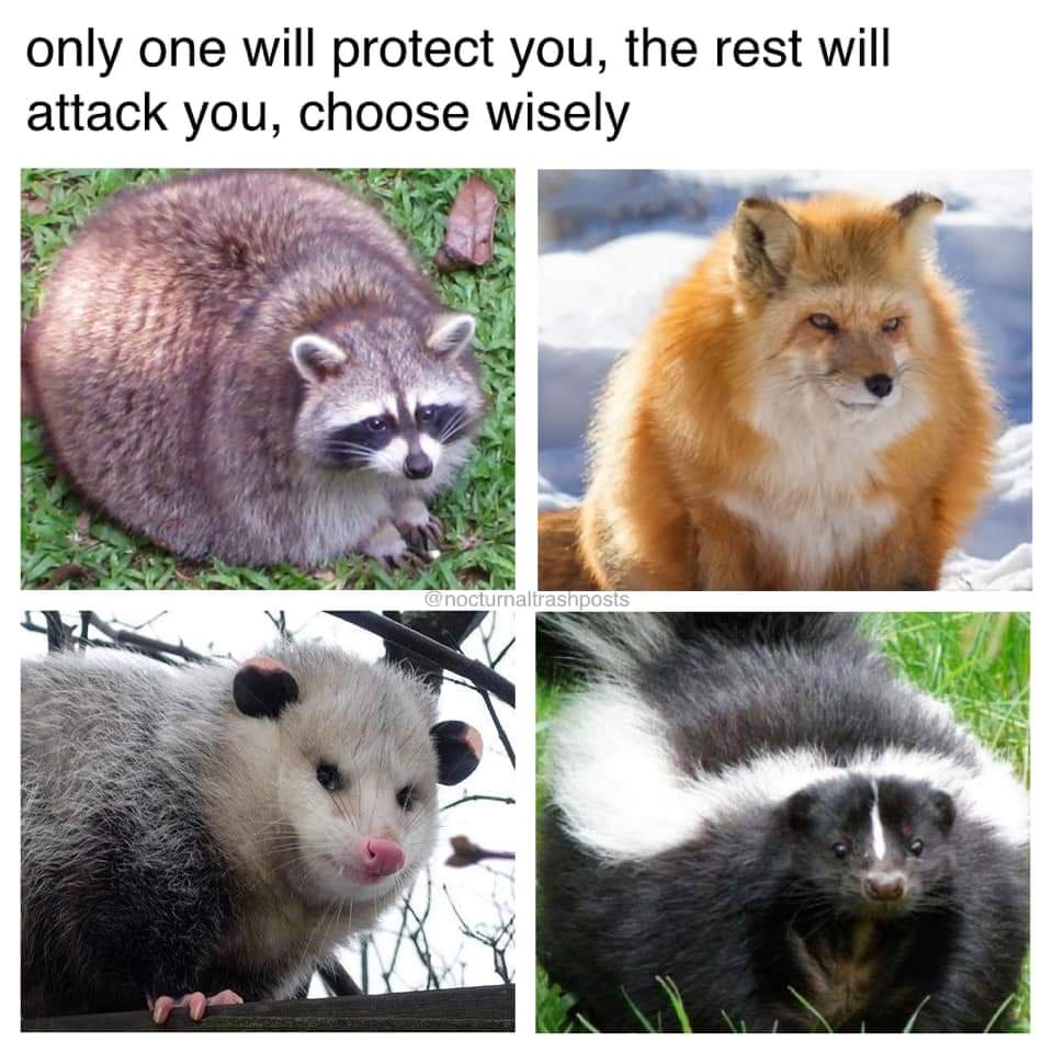 Raccoon or skunk. Both very large bois. r/Raccoons