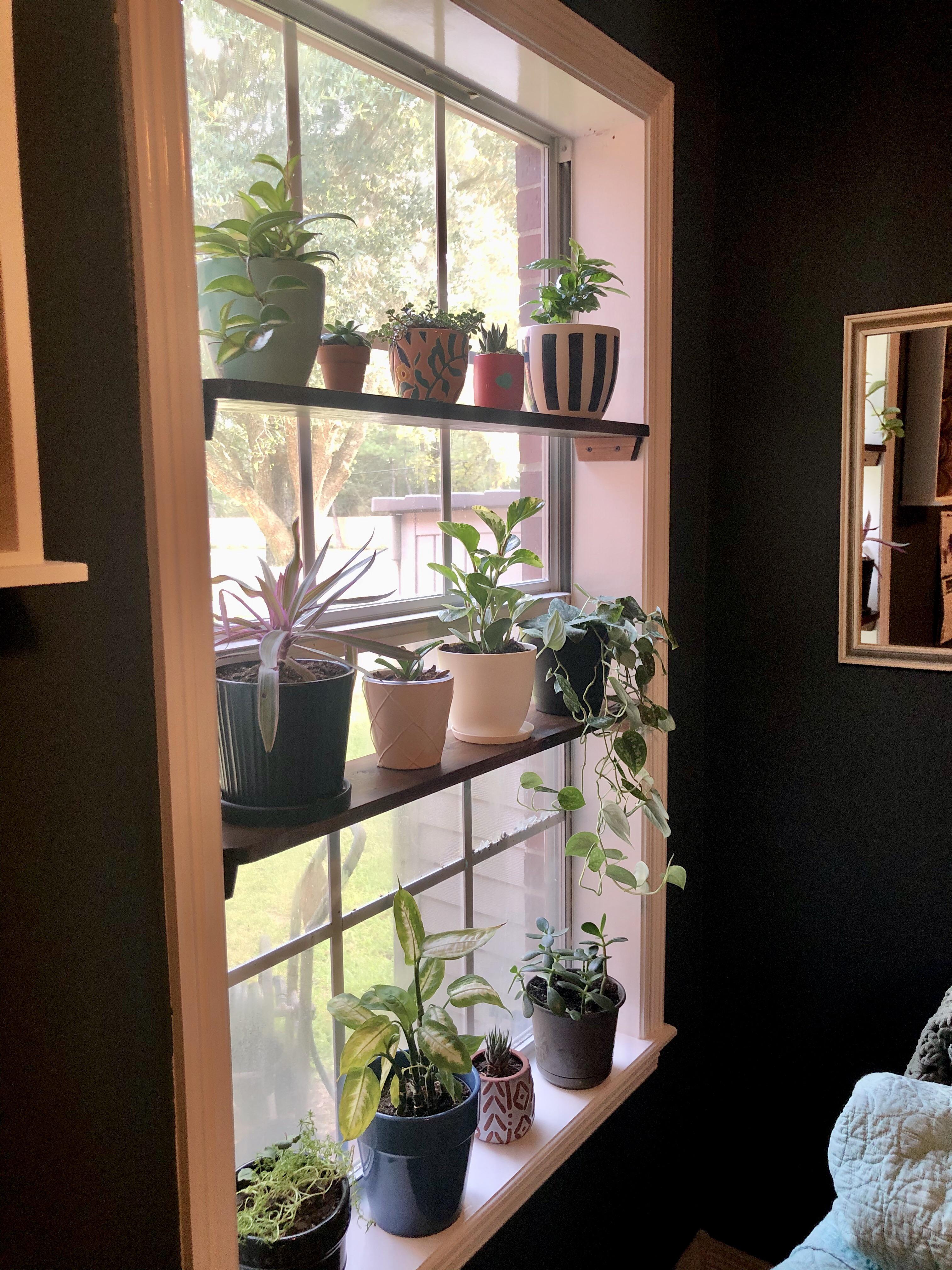 I officially ran out of room on my window sills in my house, so my