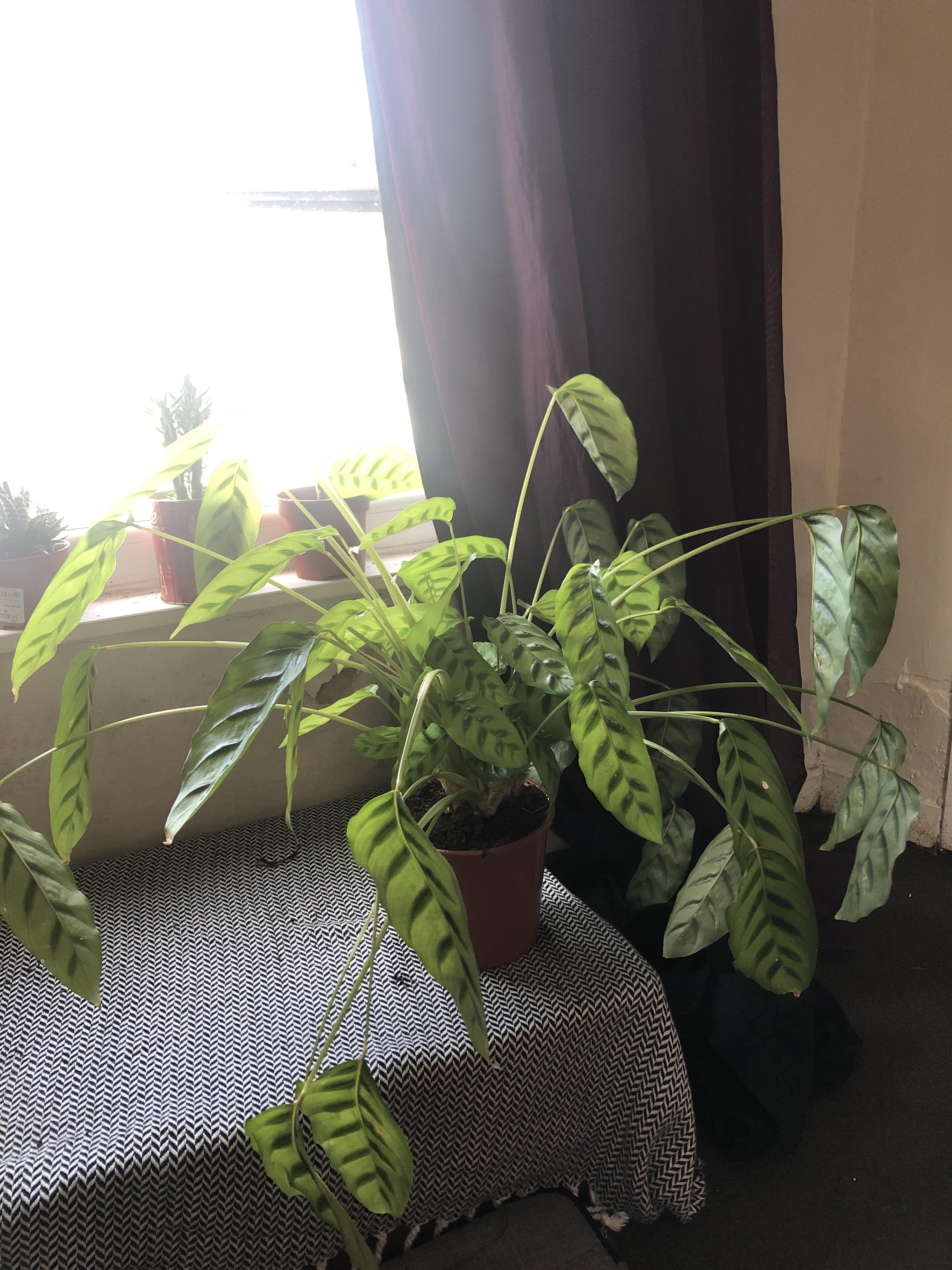 Why is my calathea drooping so much? It’s taking up more and more space