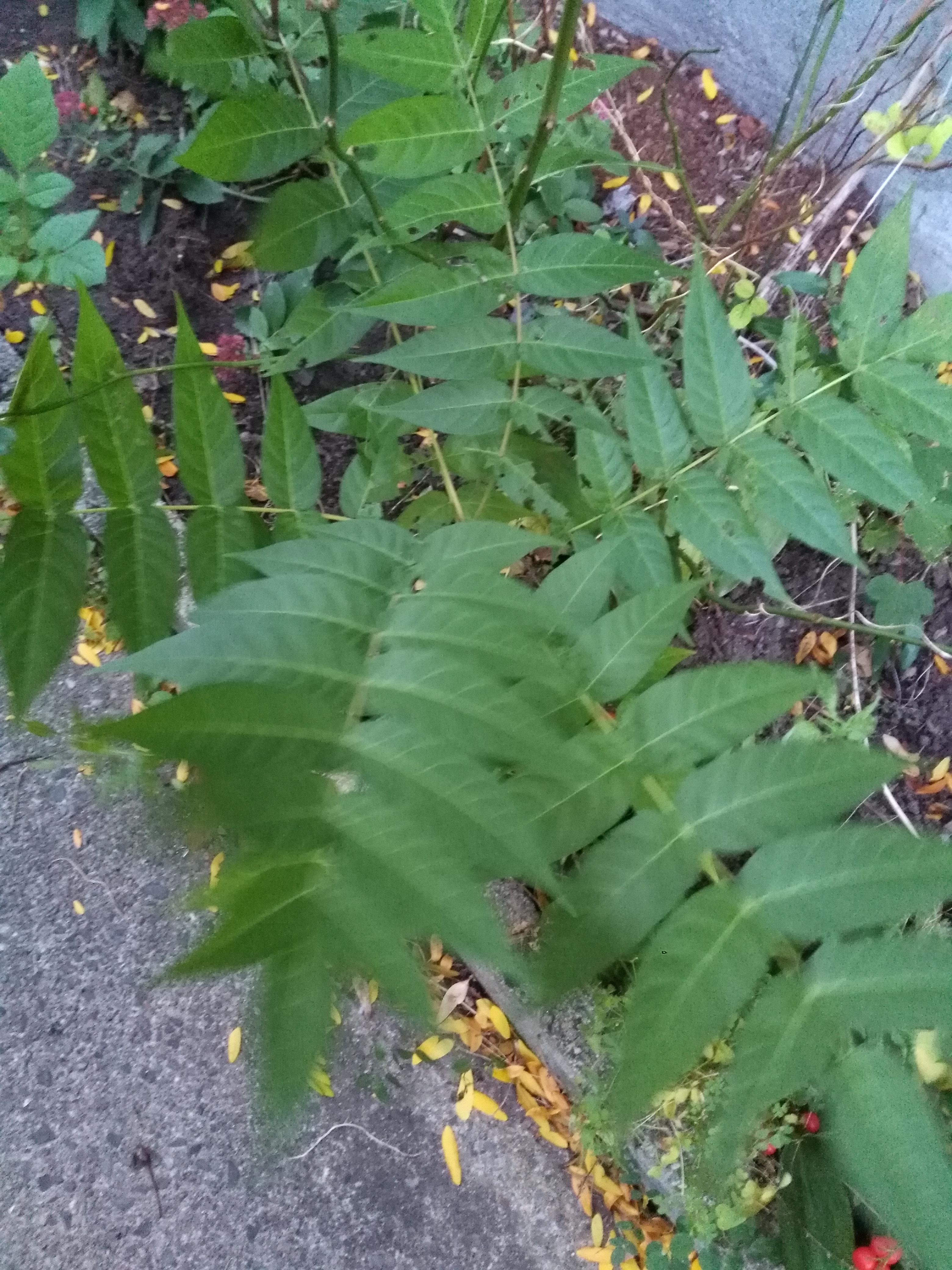 These tree saplings are growing all over my walkway r/whatsthisplant