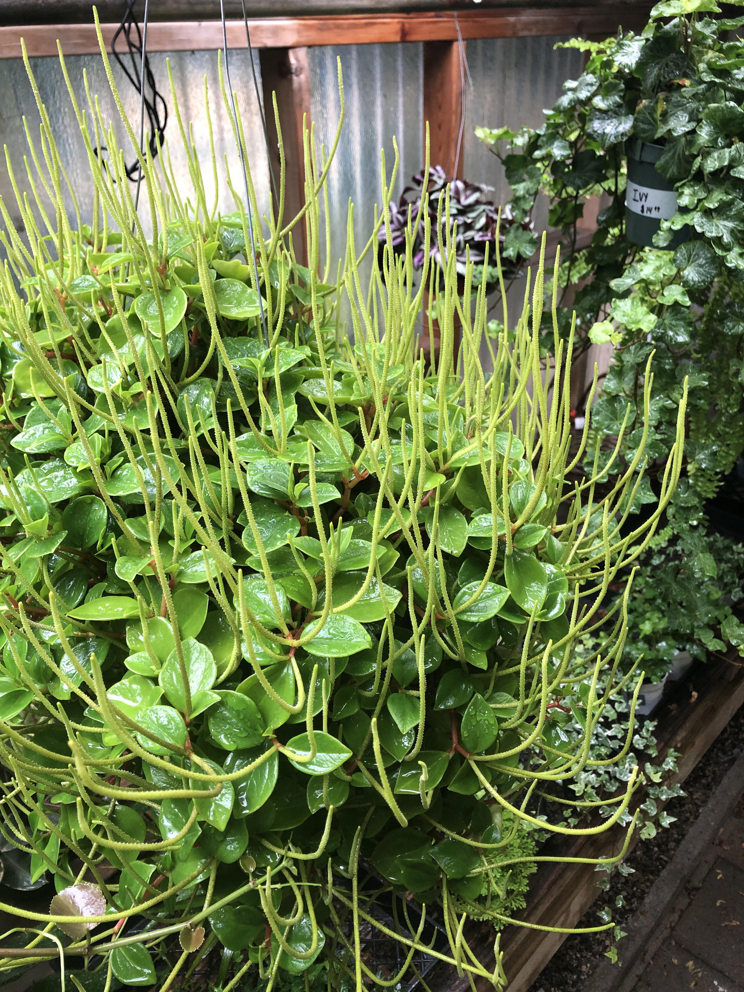 Nature’s grand chandelier for your home. r/plants