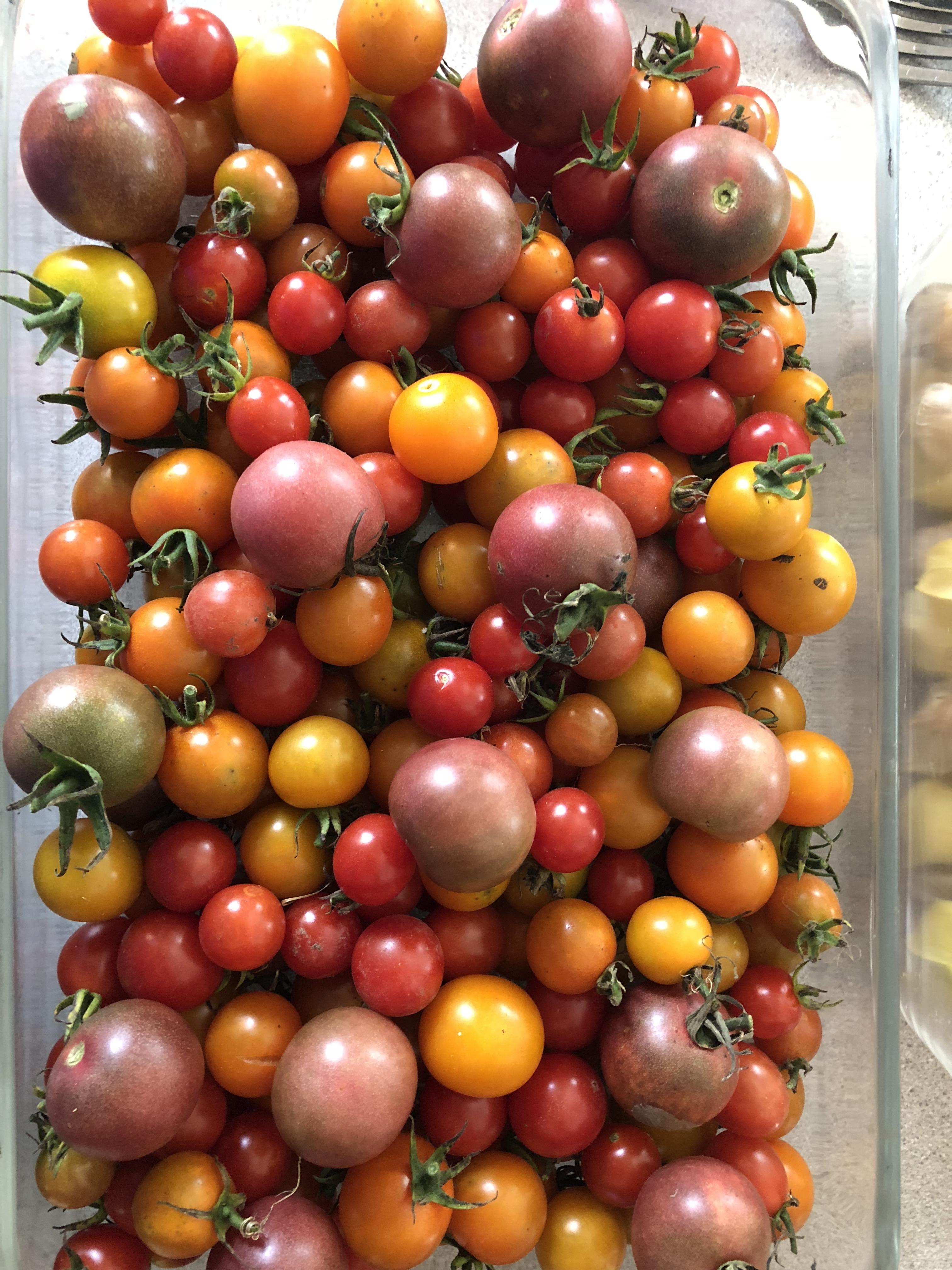 My parents have a bunch of random self seeded tomato plants. Here was a
