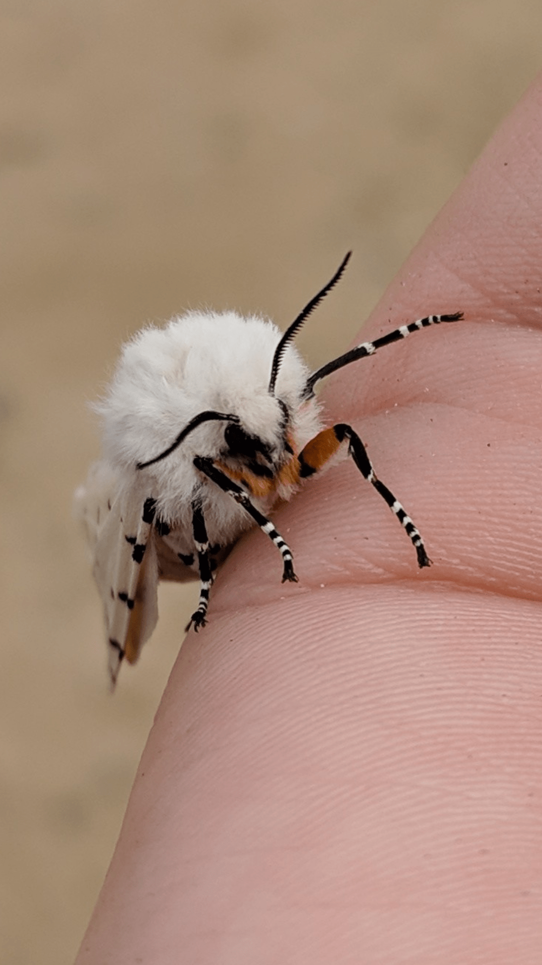 My favorite moth I've come across, the flying cottonball floof, the Salt Marsh Moth (Estigmene