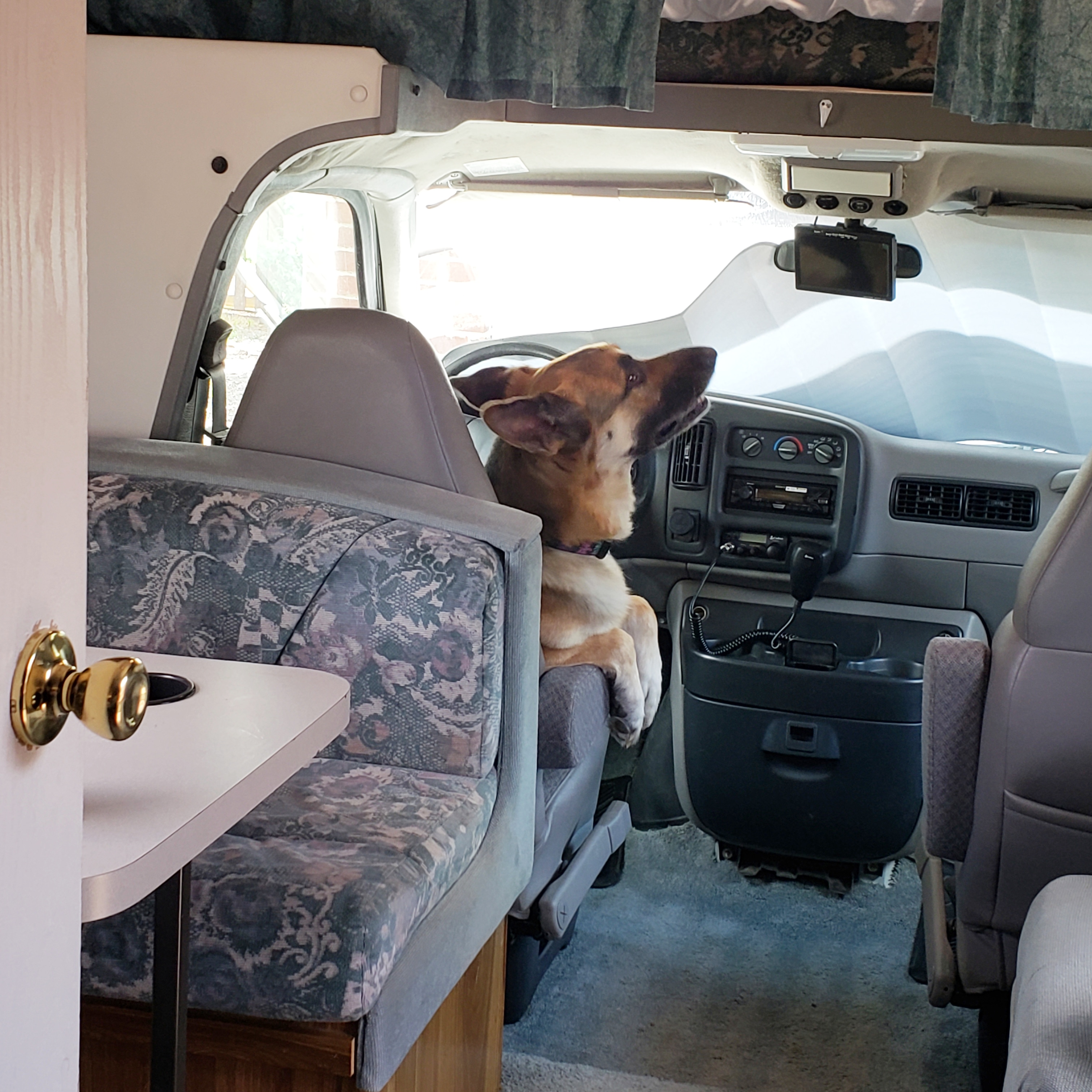 His 1st time in our new (to us) RV, squealing with excitement the entire time r/germanshepherds