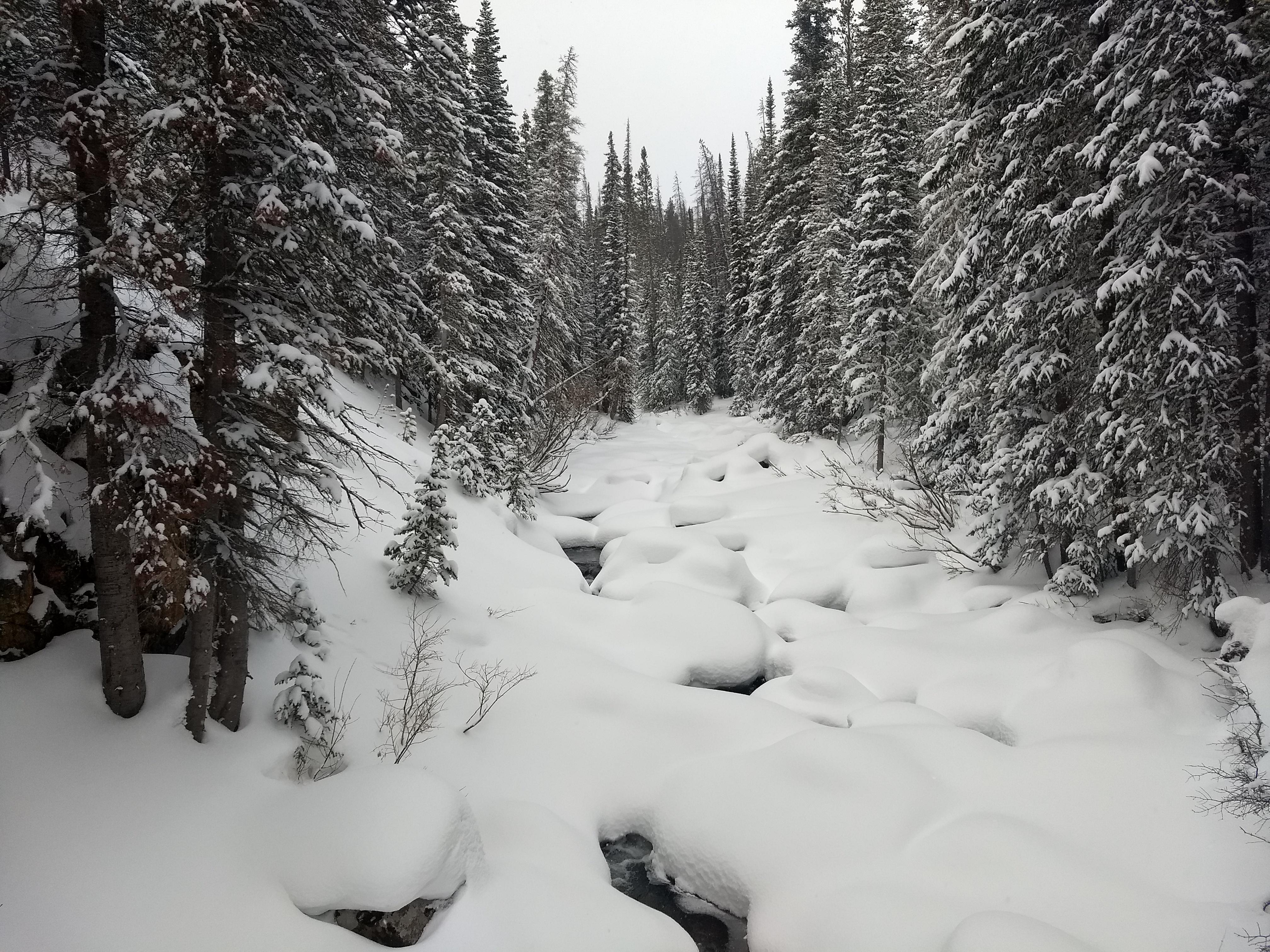 Isolated creek after a fresh storm near Cameron Pass, Colorado [OC] [4032x3024] r/EarthPorn