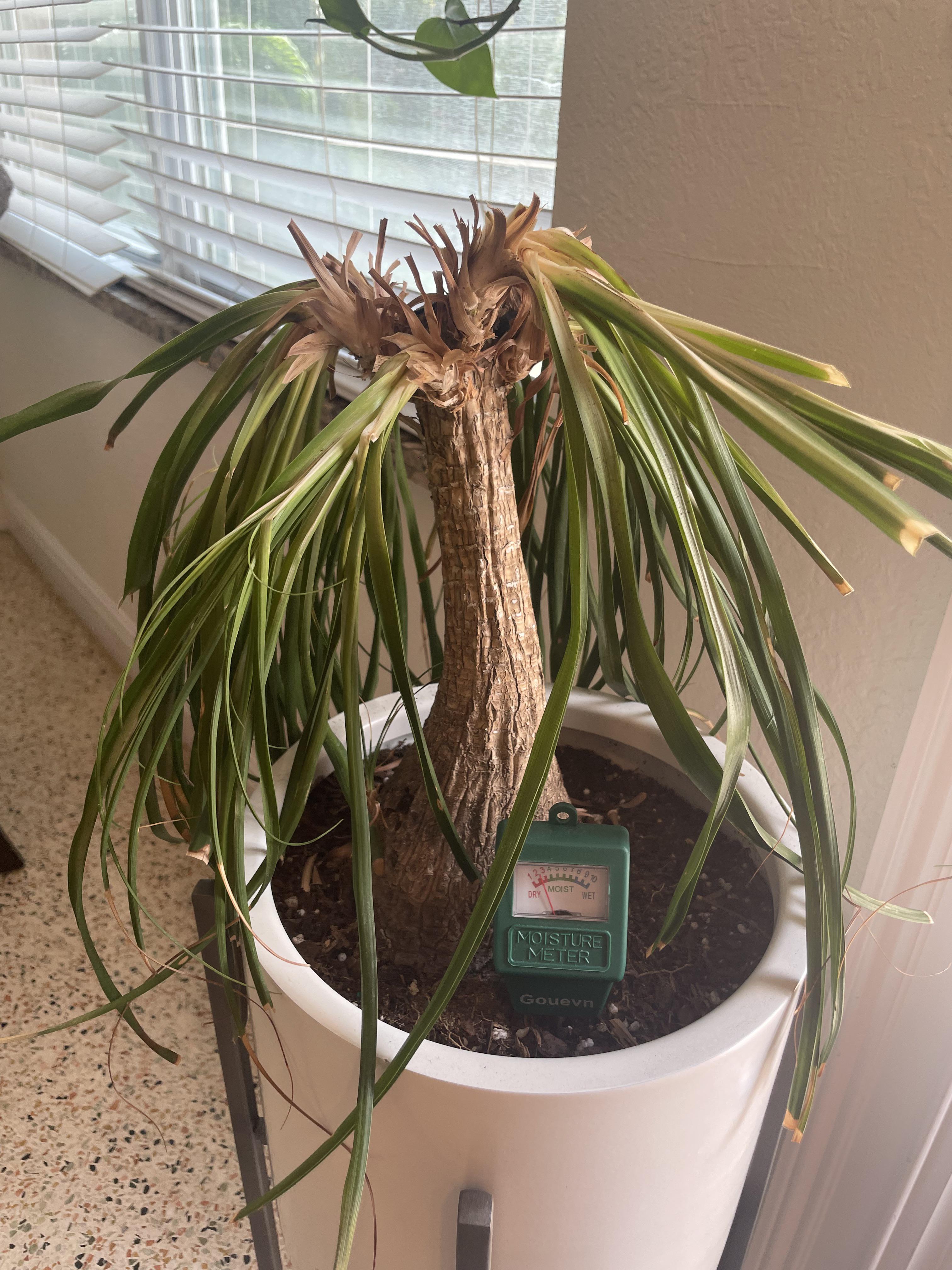 Ponytail palm I’m pretty sure was overwatered by someone watching house