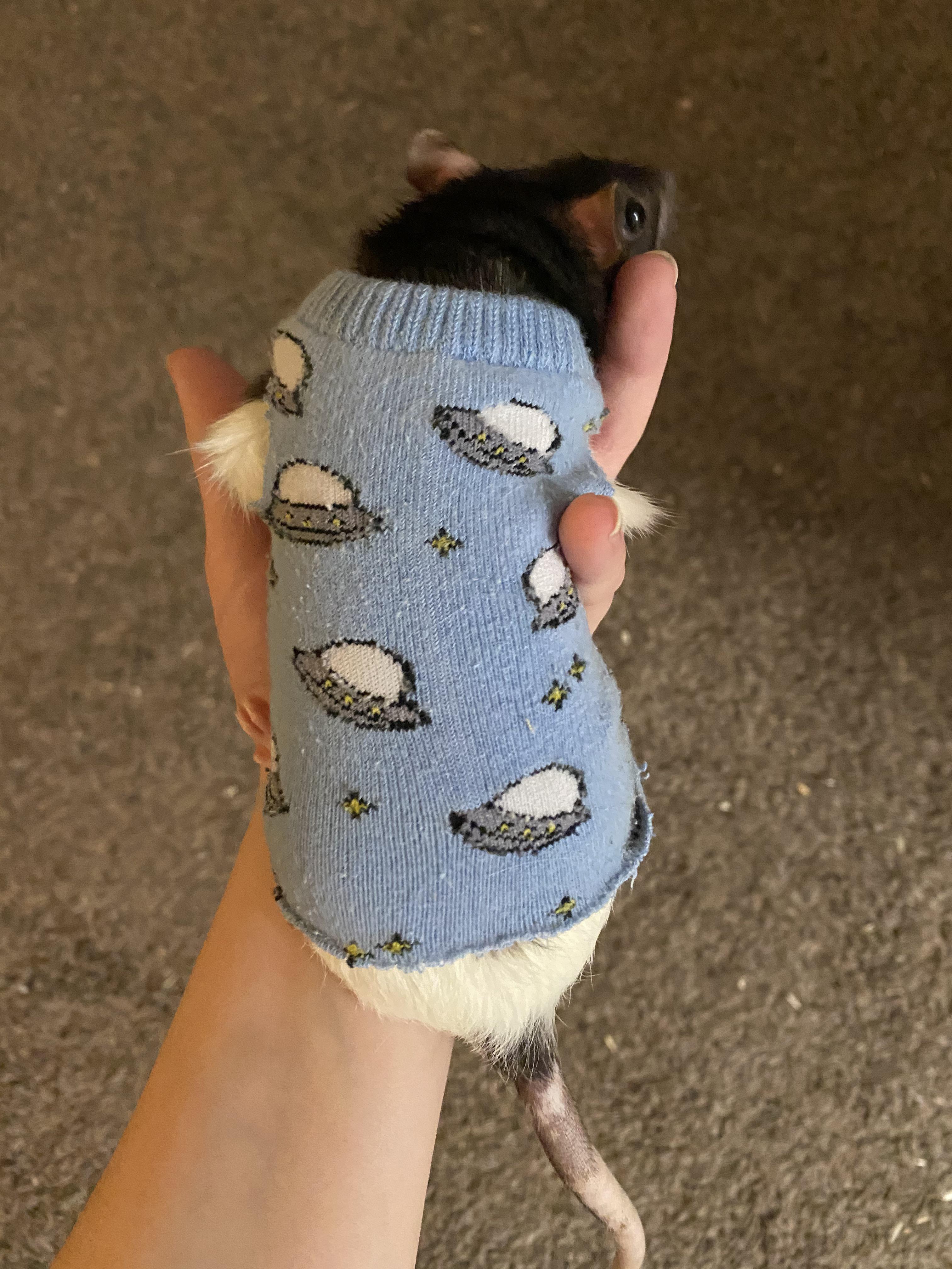 I’m practicing making rat sweaters for my naked rat I’m adopting in a couple days. I’m just