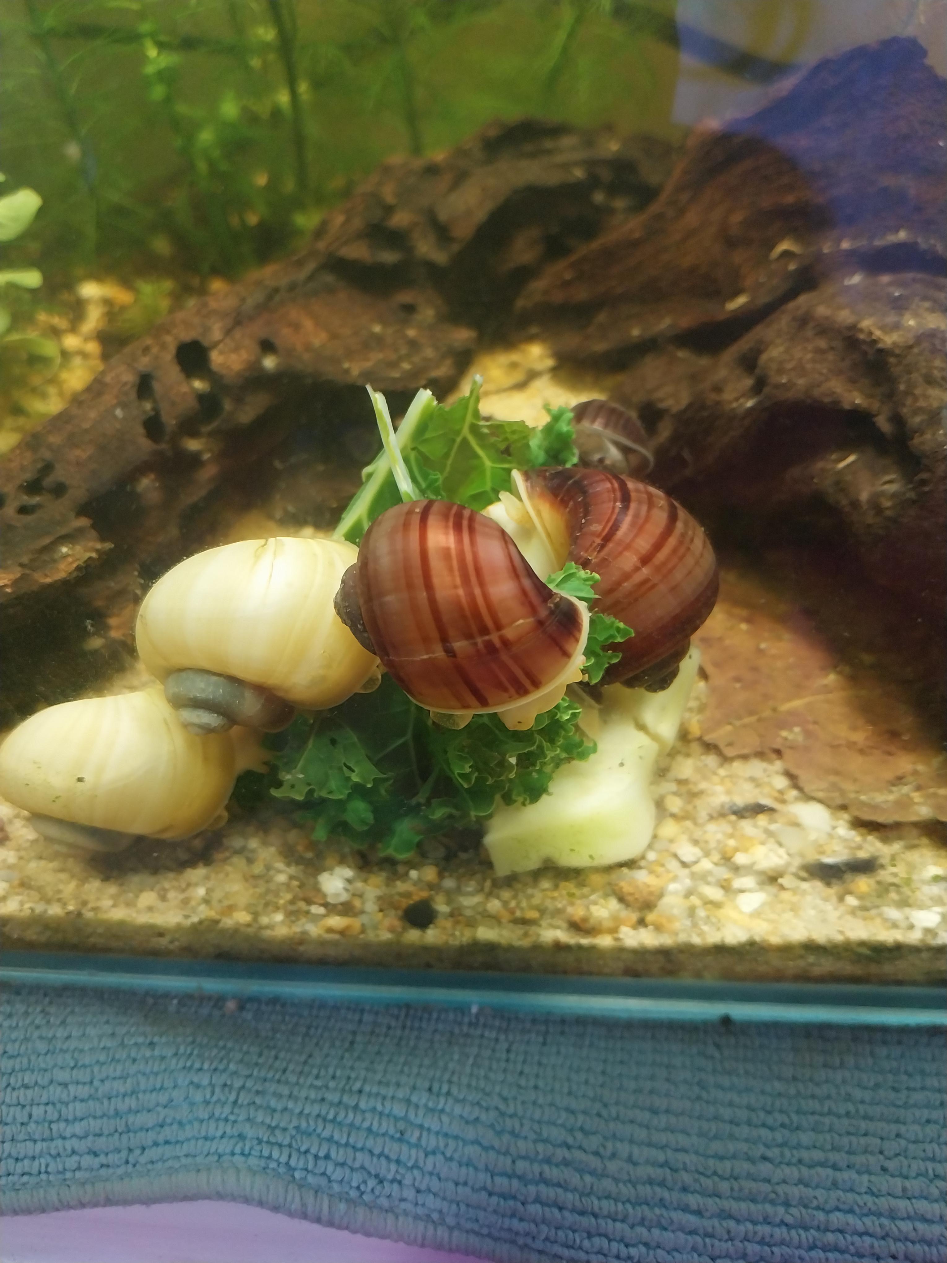 Would an assasin snail eat/kill a mystery snail. Have a snail