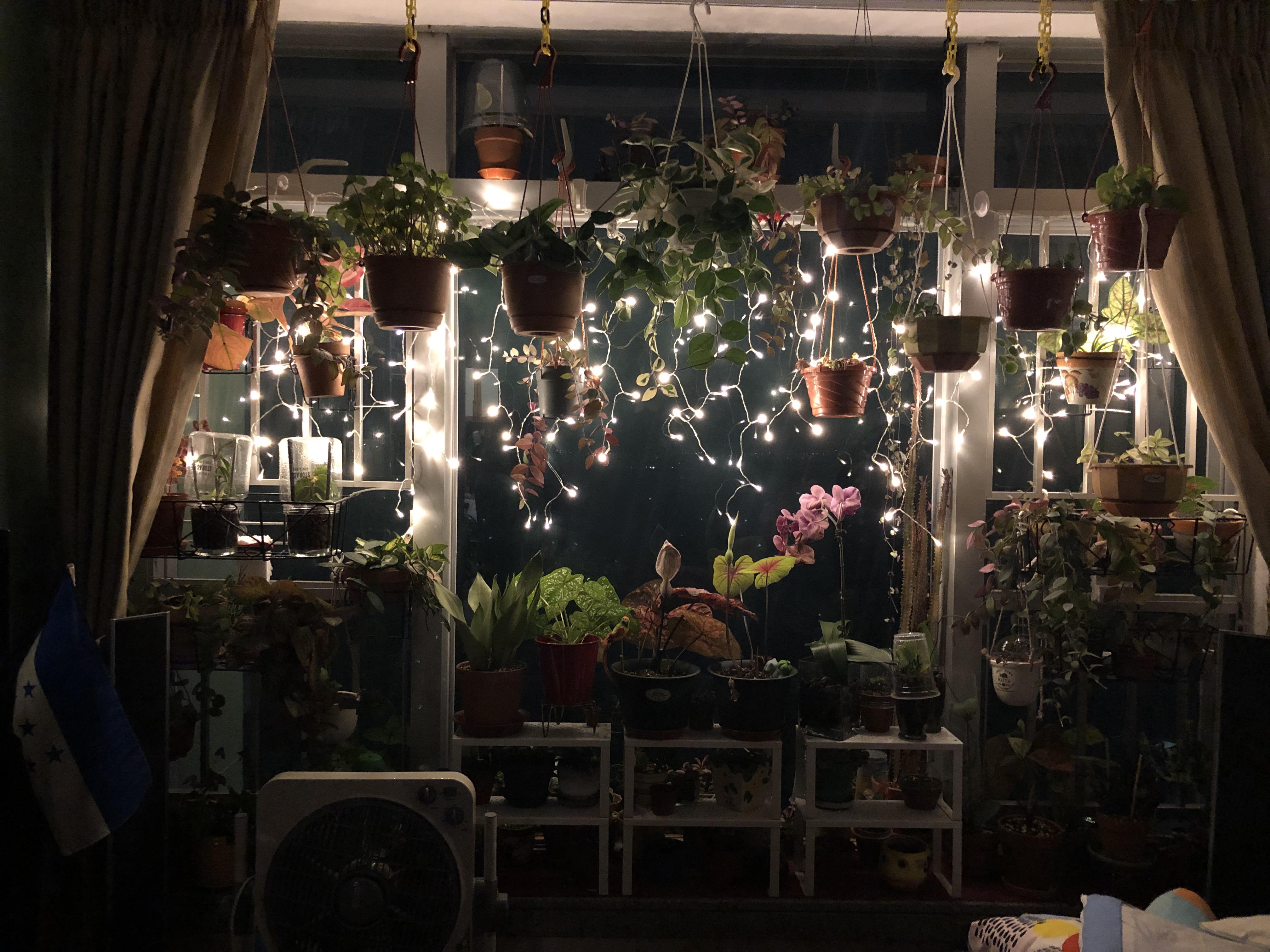 Christmas spirit! Getting festive with lights and sparkles. 💫 r