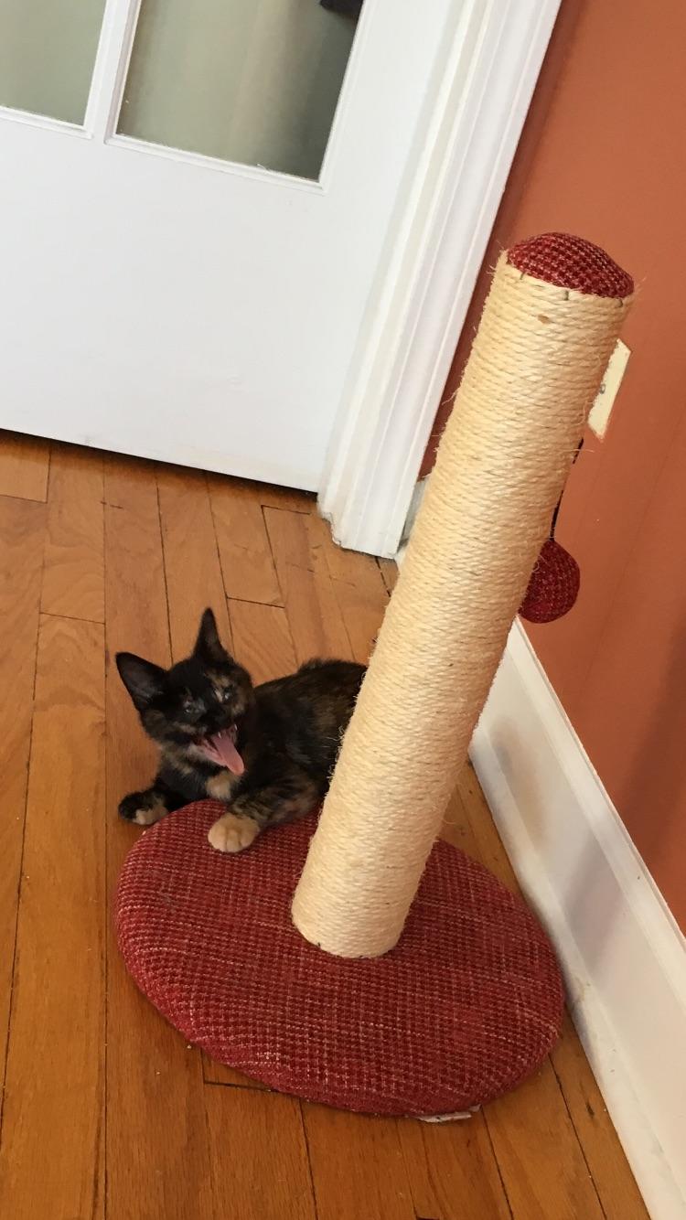 289 best Escape Artist images on Pholder Aww, The Glass Cannon