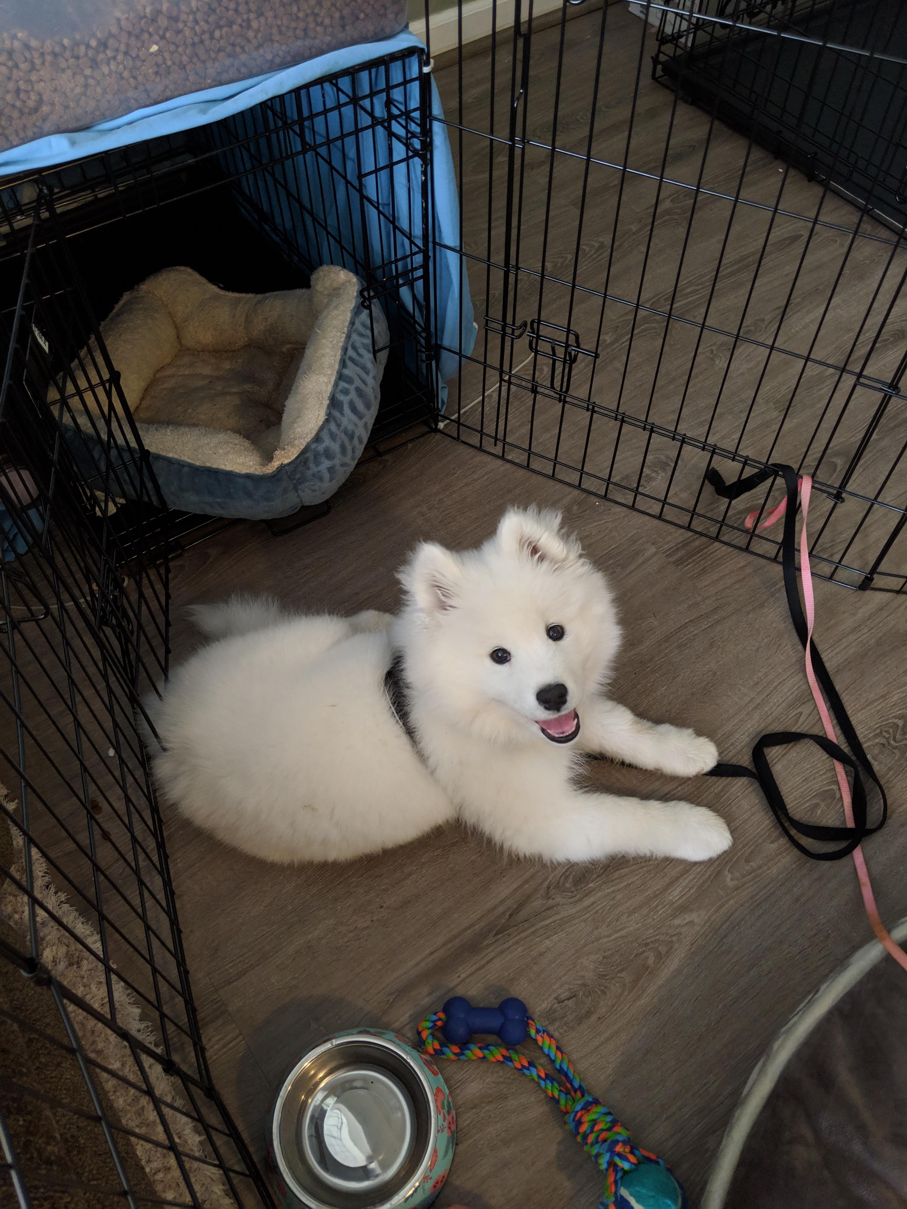 Do your sammies get hot with crate liners?? Debating to get one when