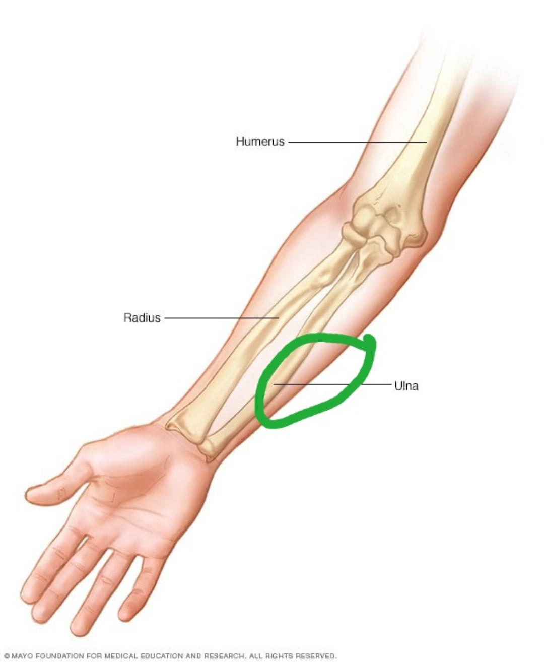 dull/blunt pain here when I have tension on forearm r/GYM