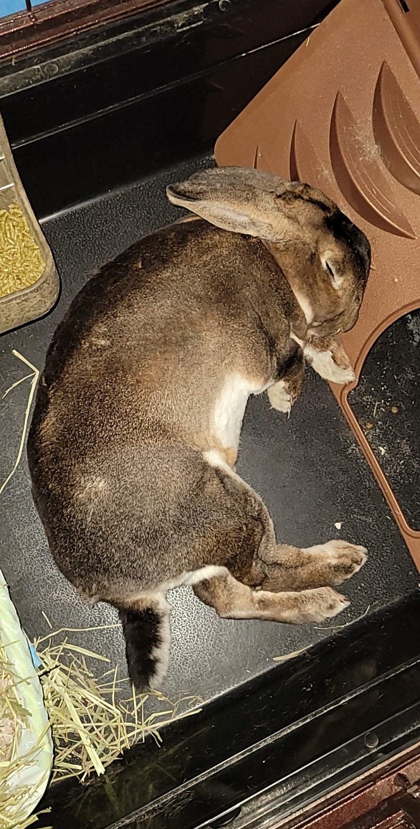 Napping after pooping all over my freshly vacuumed carpet r/Rabbits