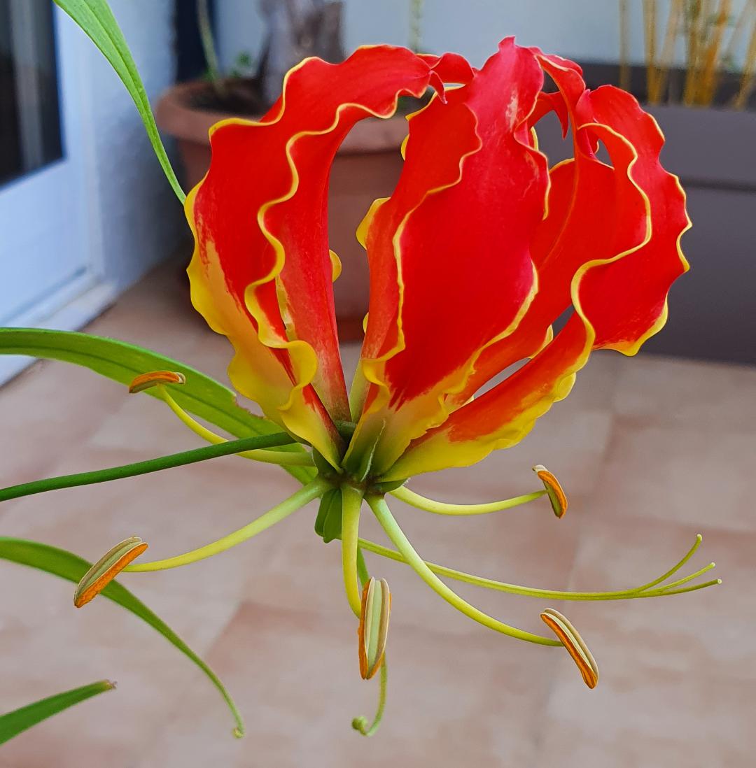 I See Your Fire Lily and Raise You My Flame Lily (Gloriosa Superba) r
