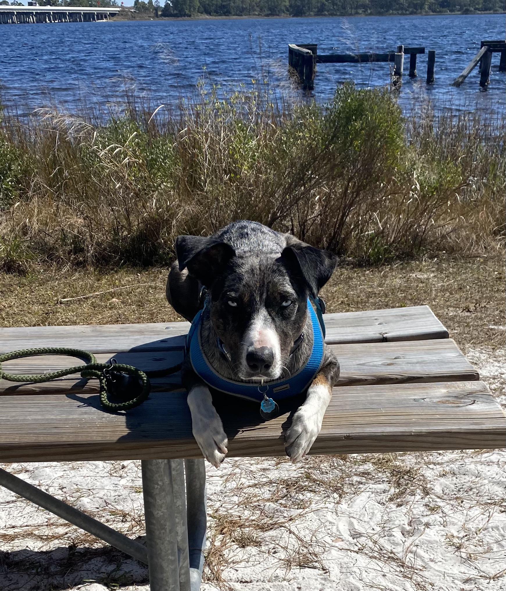 Any of your catahoulas glare at you like this?! 🤣 he seems to only do