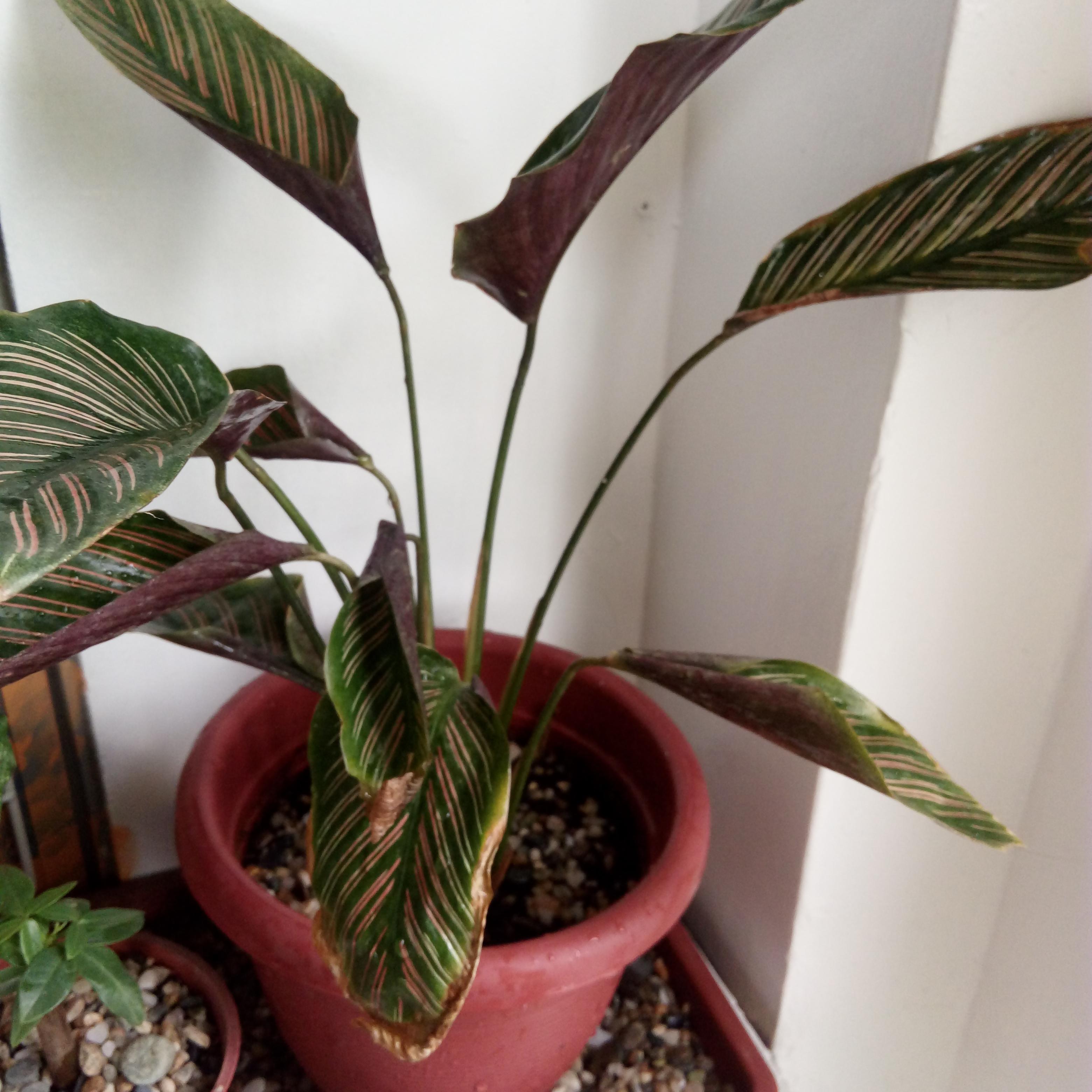 Please help. Why are my calatheas look like this? Their leaves are