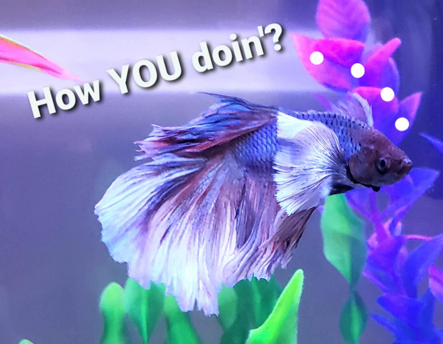 Rasboras stealing betta food!! r/bettafish