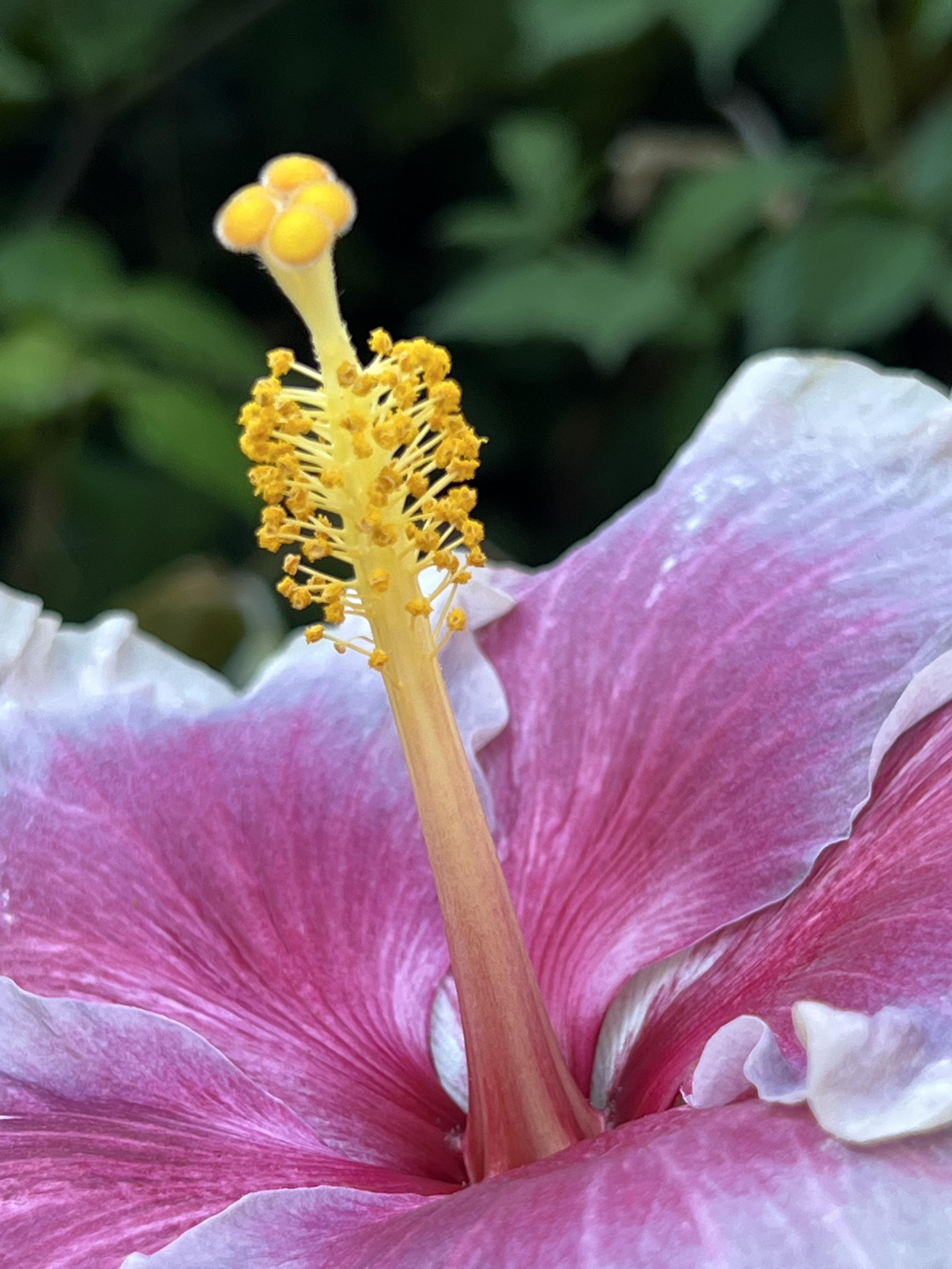 Hibiscus. San Diego Zoo. r/BotanicalPorn