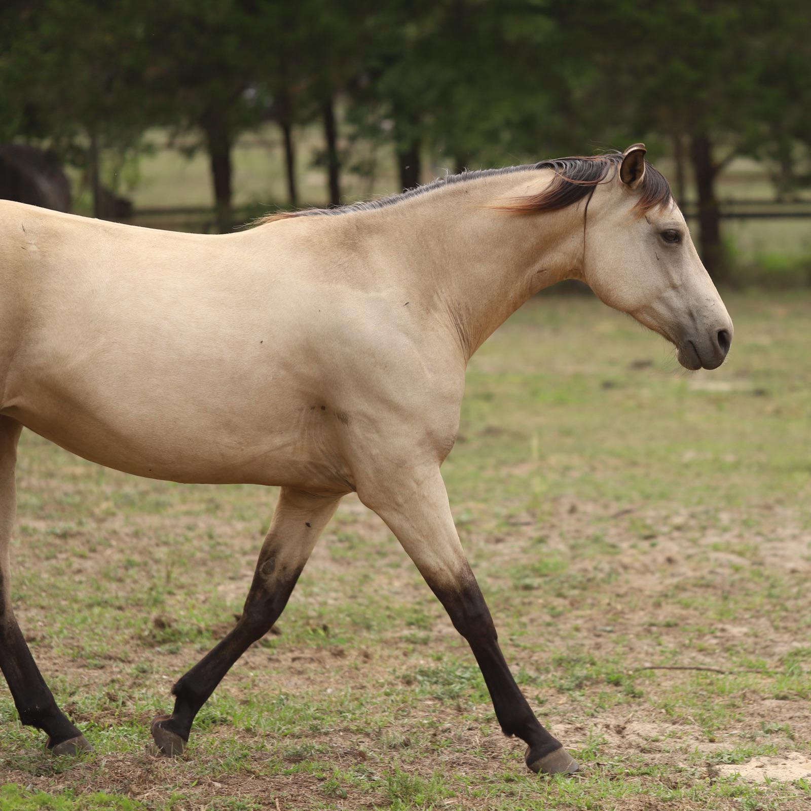Horse Breeding Action For Horses Breeding [c92c20]