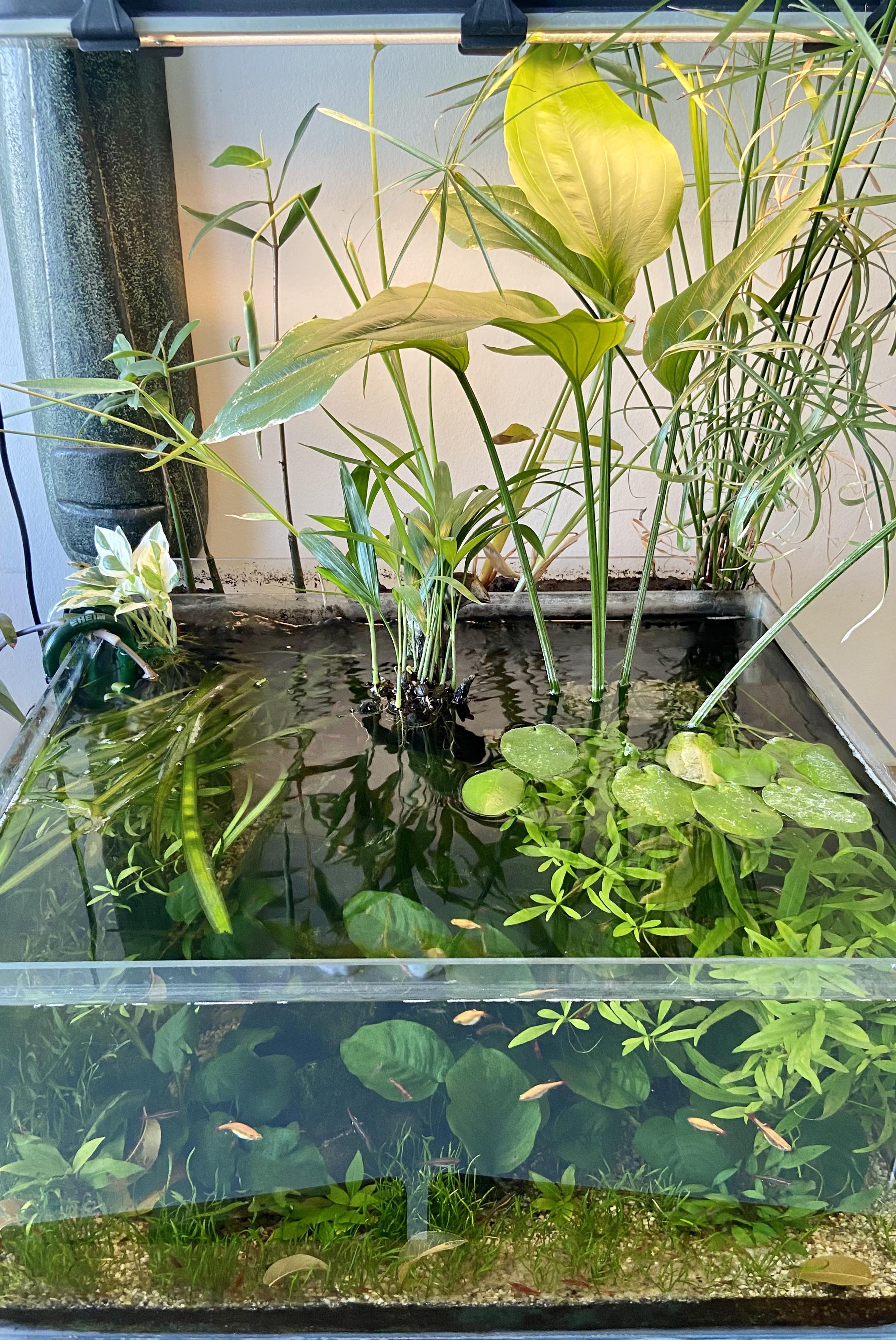 Indoor Water Garden With Fish