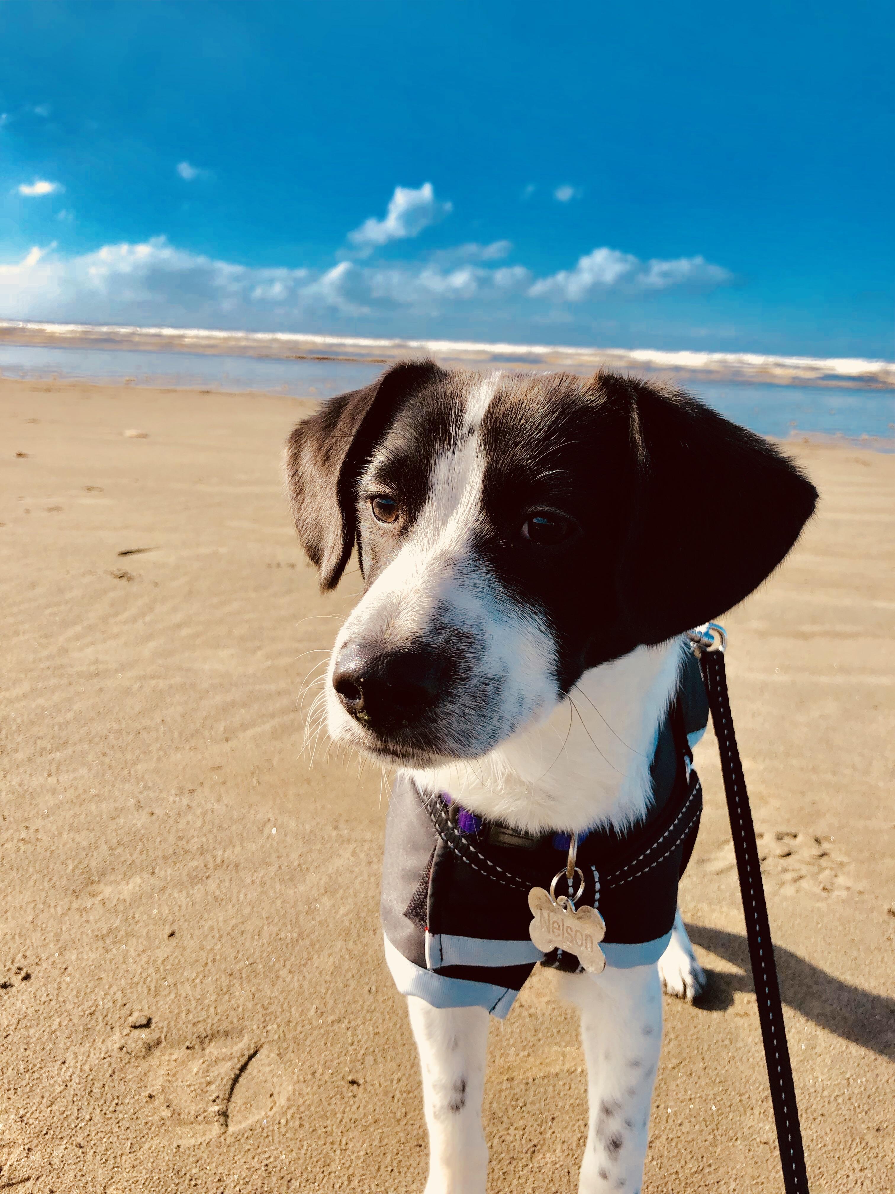 Adopted this little guy from a dog rescue in South Korea. Language