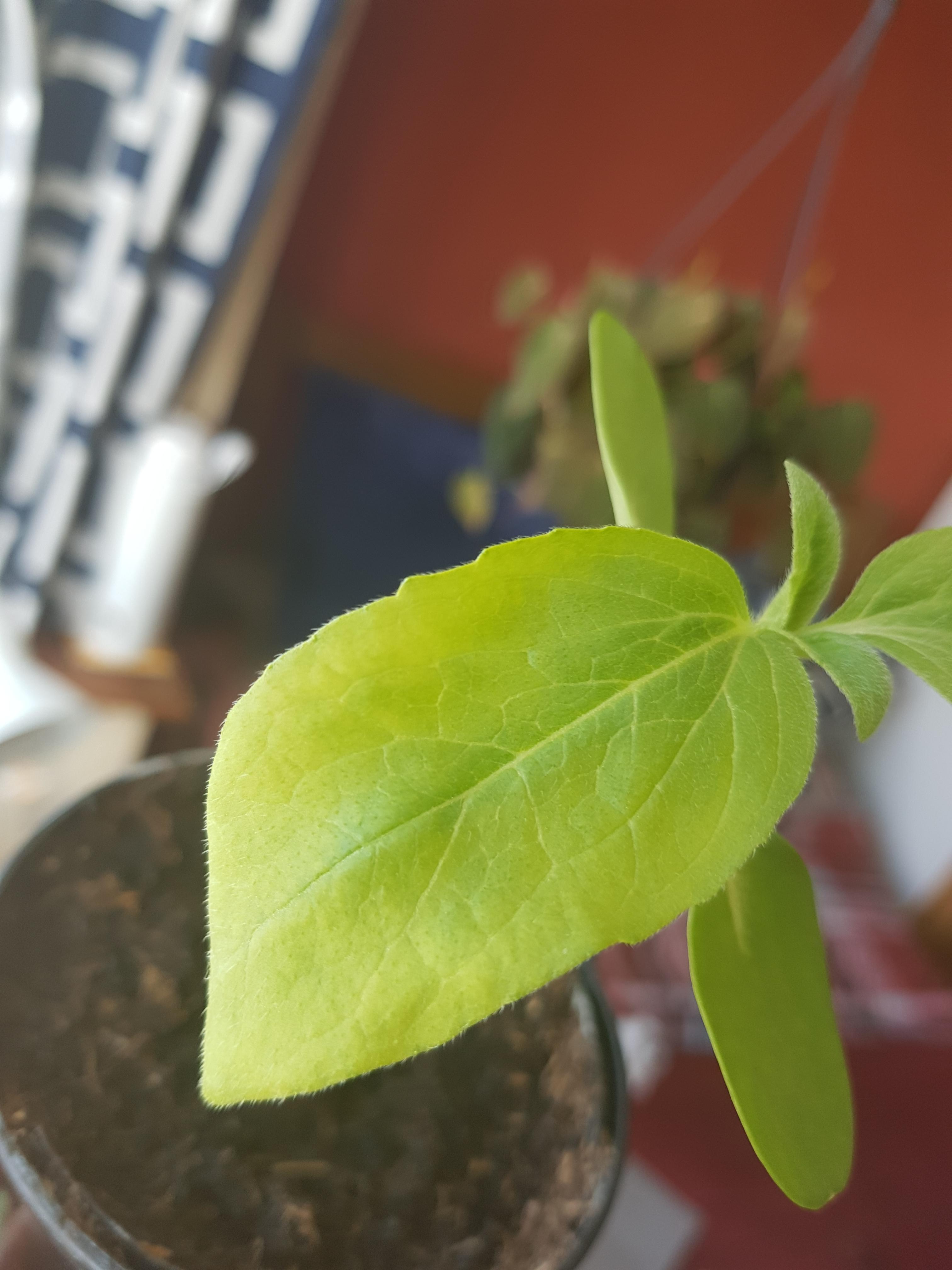 Any idea why my sunflowers leaves seem to be yellowing and curling