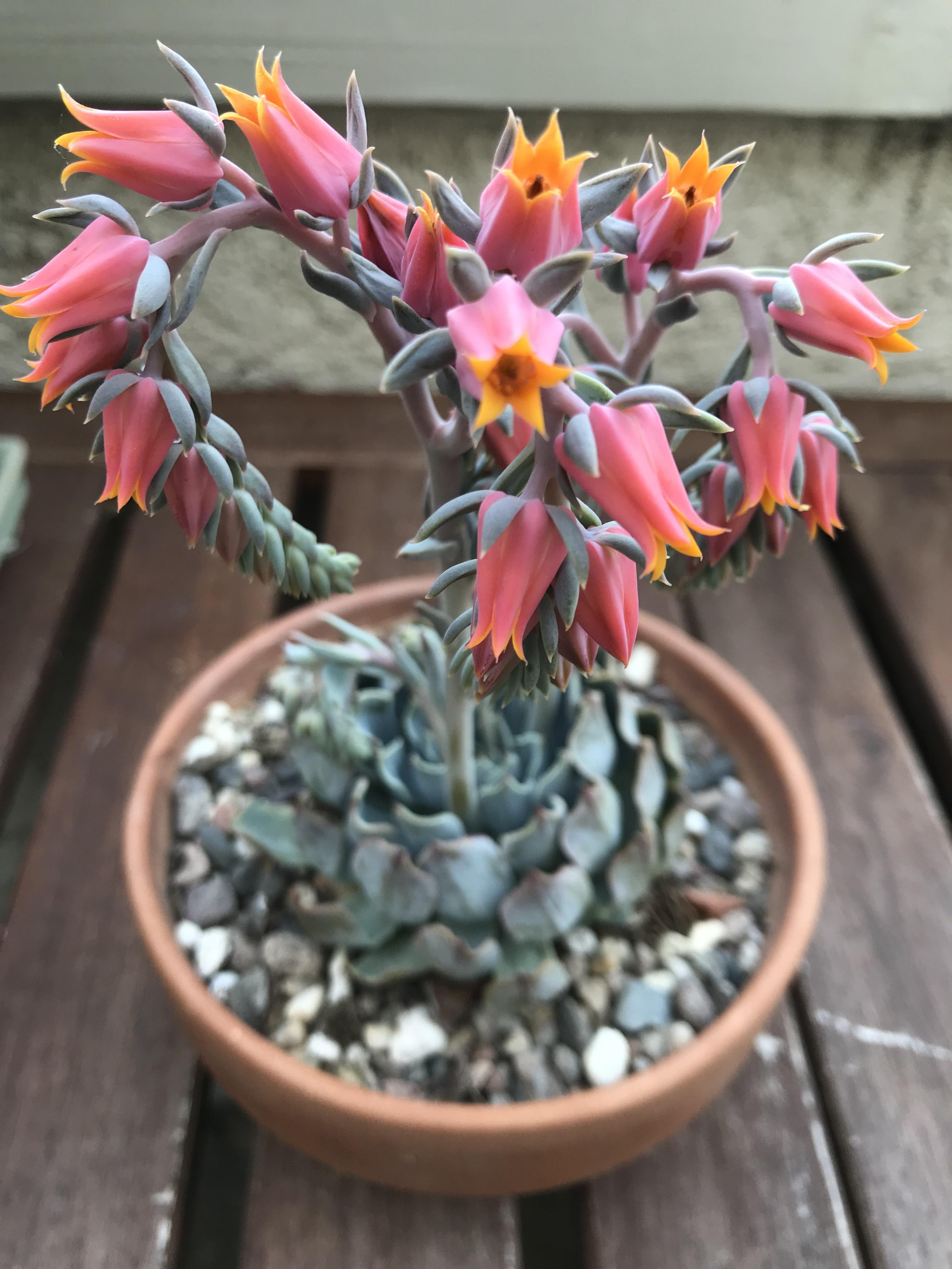 Incredibly unexpected from a 2 succulent from the