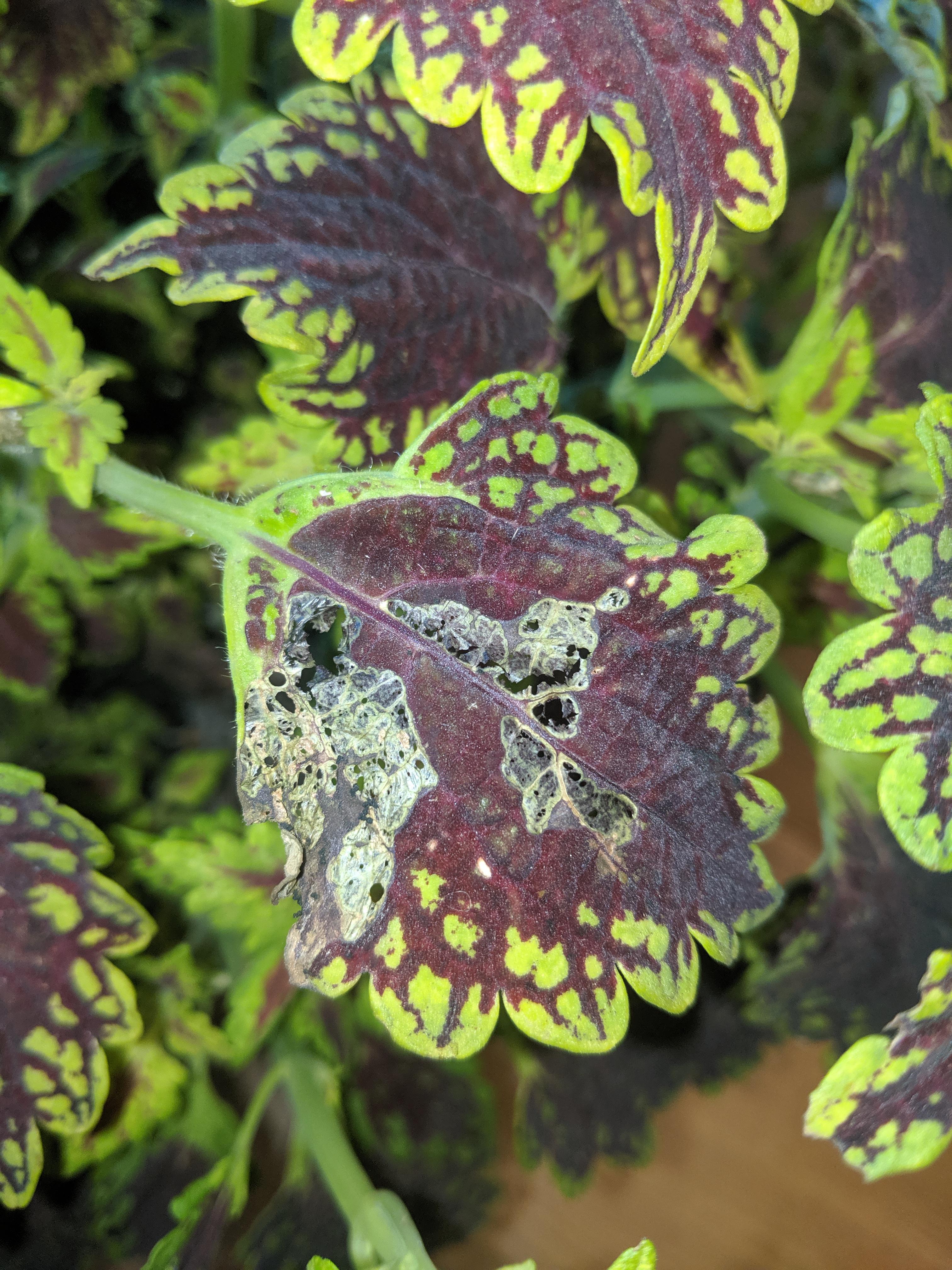 Can anybody please help me identify the problem with my Coleus?... Does