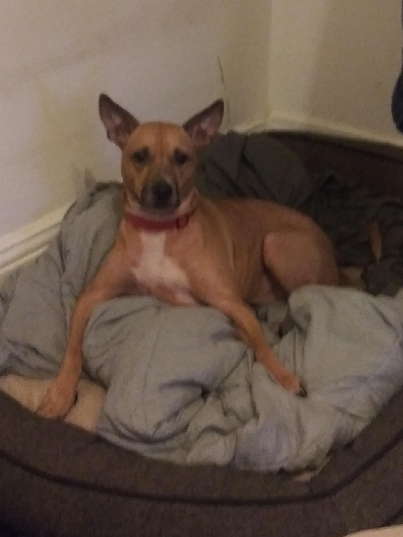 This is a picture of my dog pretending to be hungry, when I know my