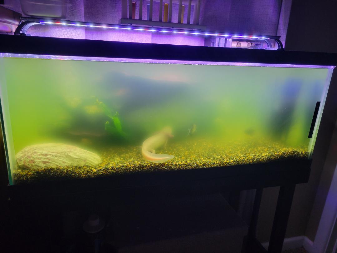 Algea bloom going on 2 weeks. I've cleaned the filters, added a carbon