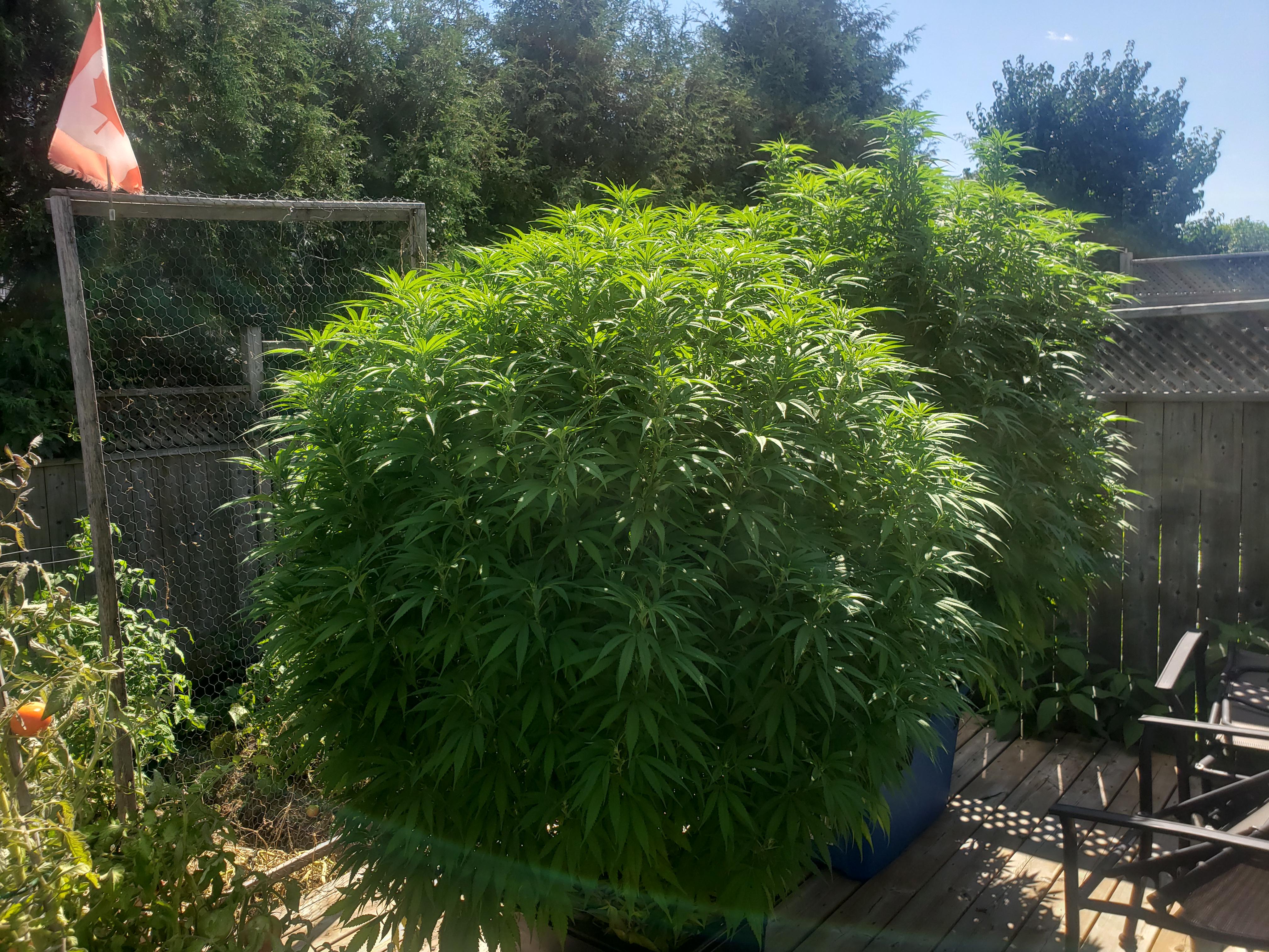 Meanwhile outdoors, the 2 Afghan Hash Plants are finally starting to