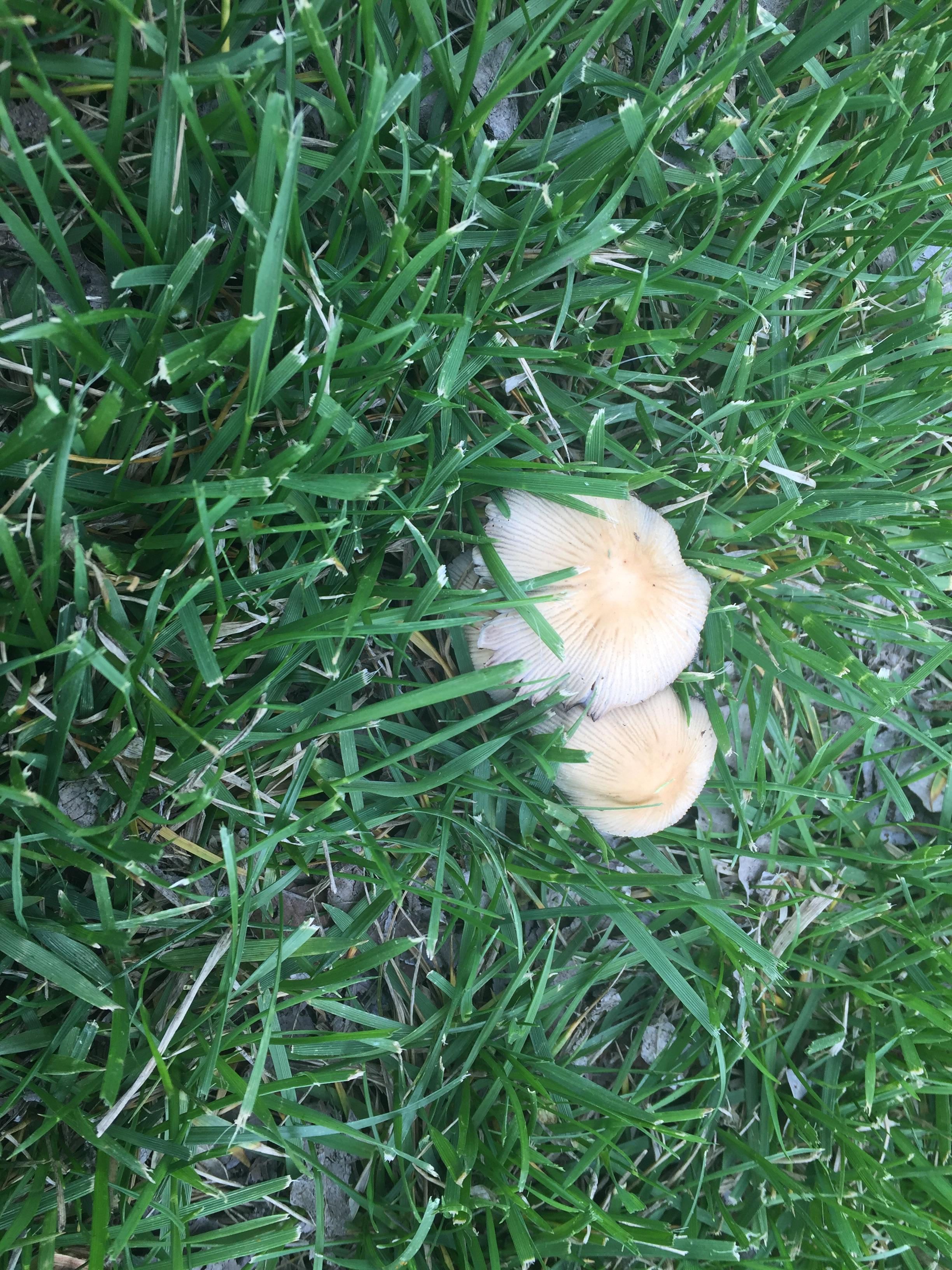 Does anyone know if these are edible? Found them in eastern South
