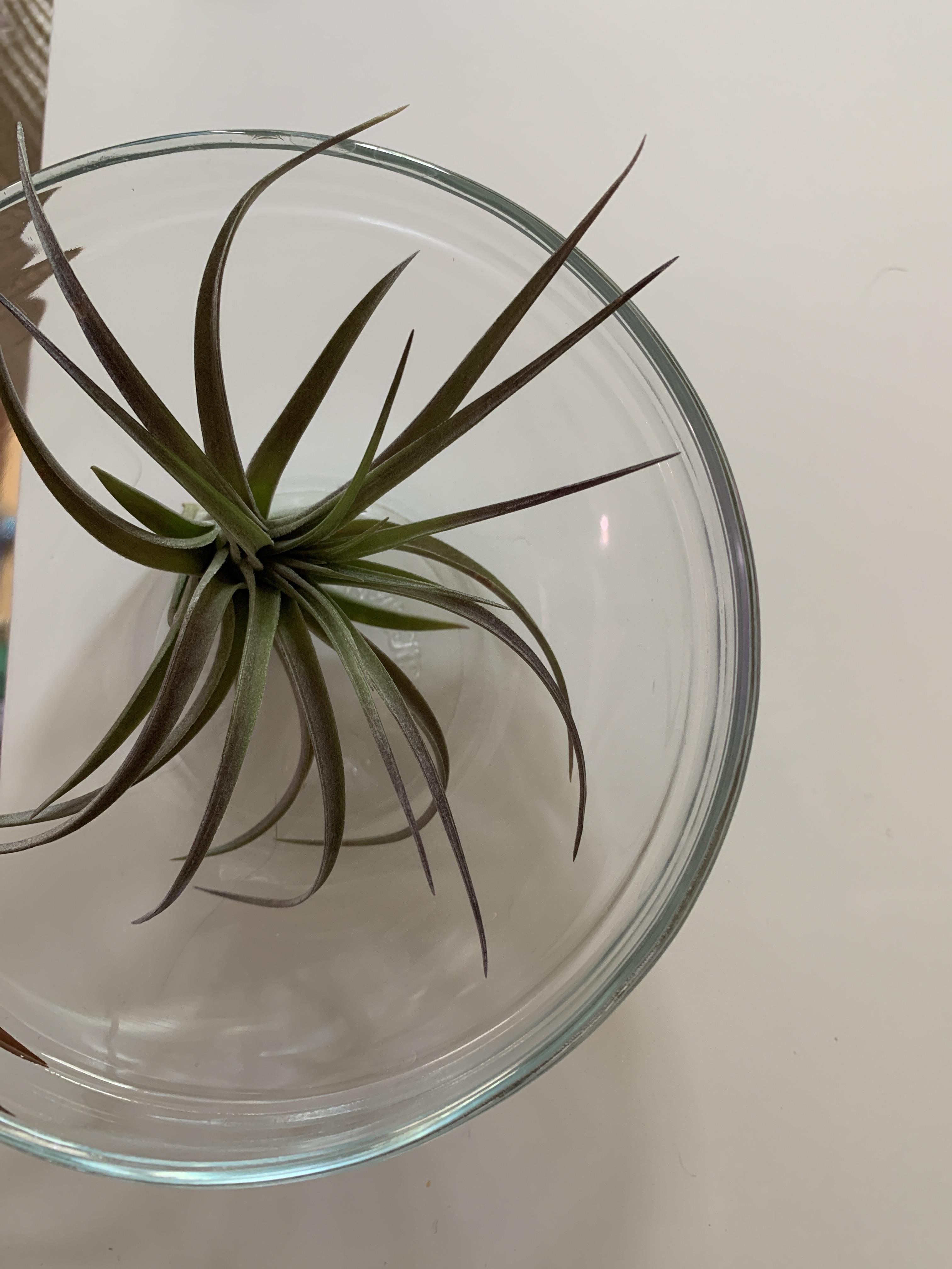 Should I be soaking my air plant in distilled water or can I used purified drinking water? r