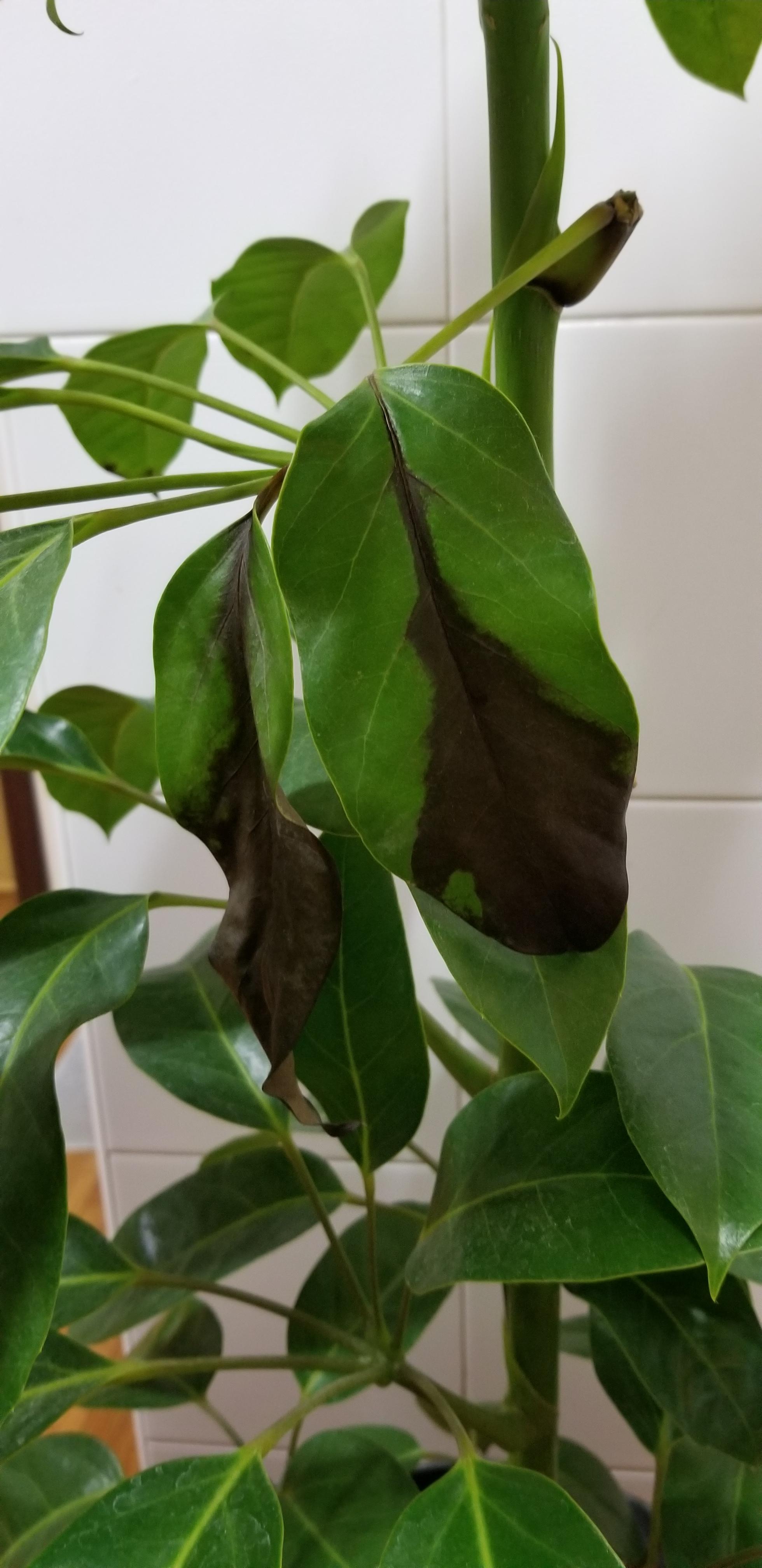 Leaves are turning black on my schefflera. Lives indoors and repotted