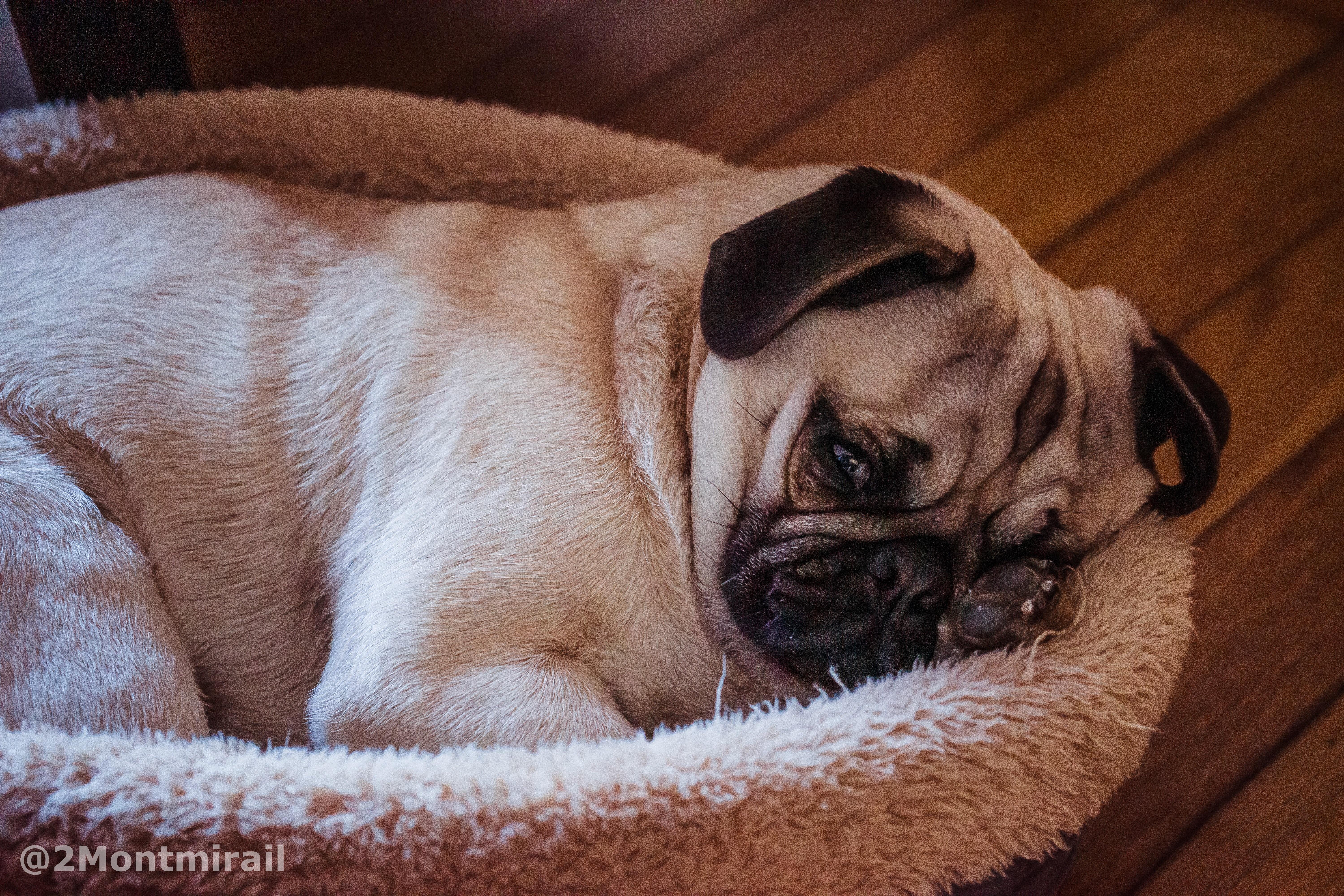 Pug’s bed ️ r/pug