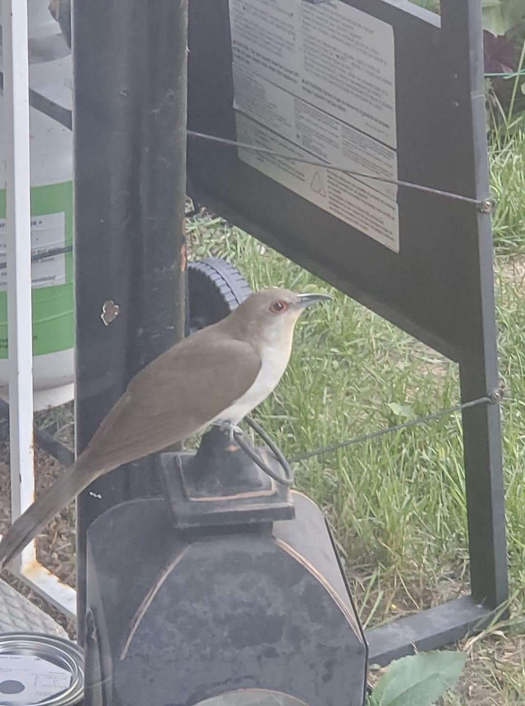 Winnipeg, Manitoba, Canada r/whatsthisbird