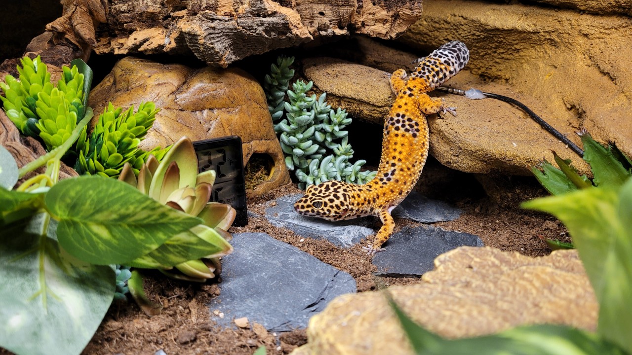 Charm's enclosure got completely redecorated today with a ton of new