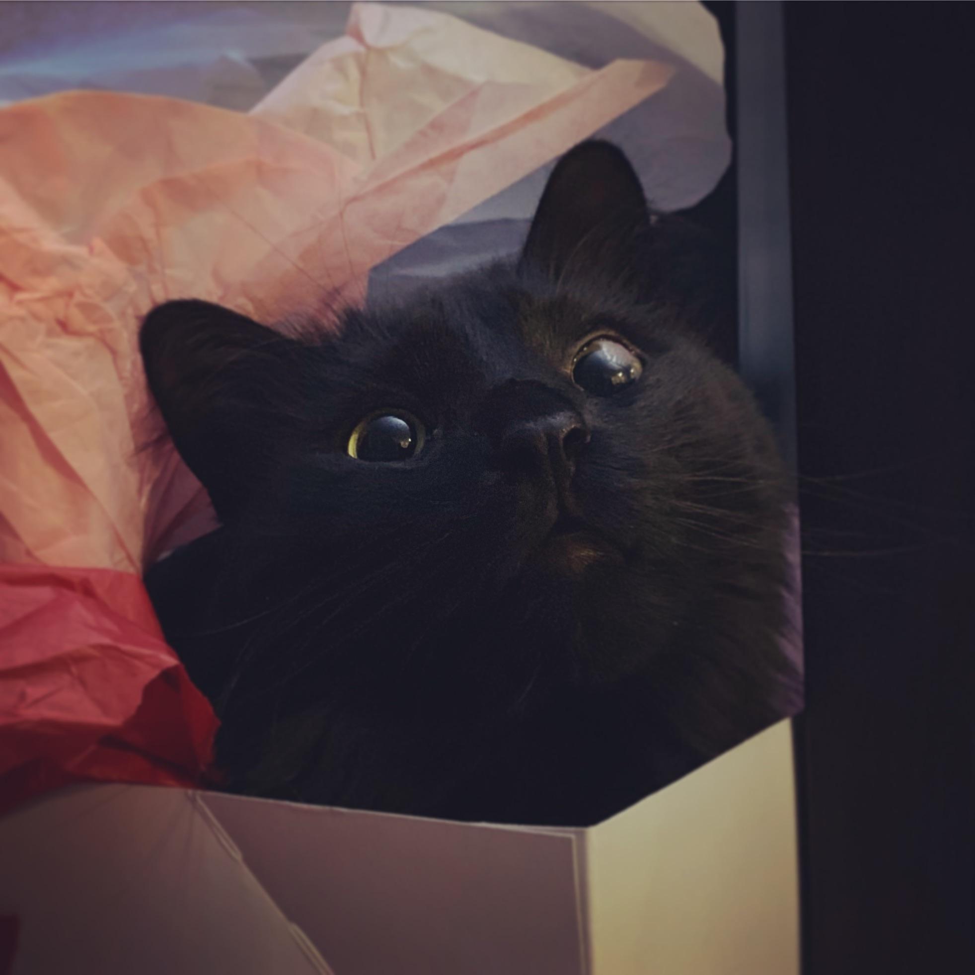 Vito is an absolute Daddy’s boy and this is how he looks at my husband